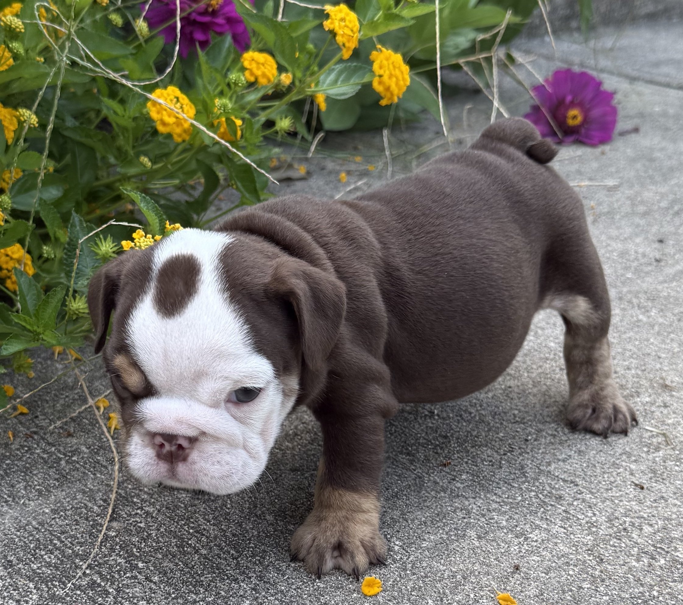 Darla.jpg