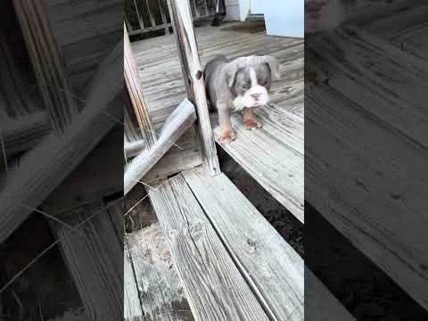 Georgie