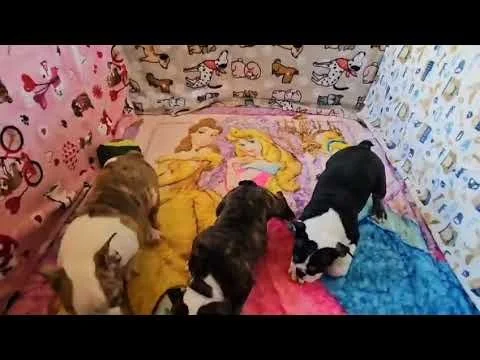 Enzo, Freddy & Fawn Playing