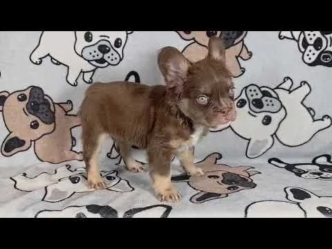 FEMALE 1 RED & TAN FLUFFY / SIENNA X MR. PINKY