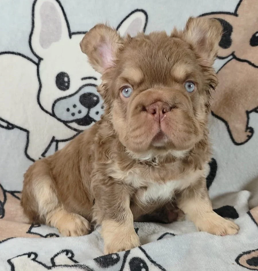 Chewbacca.jpg