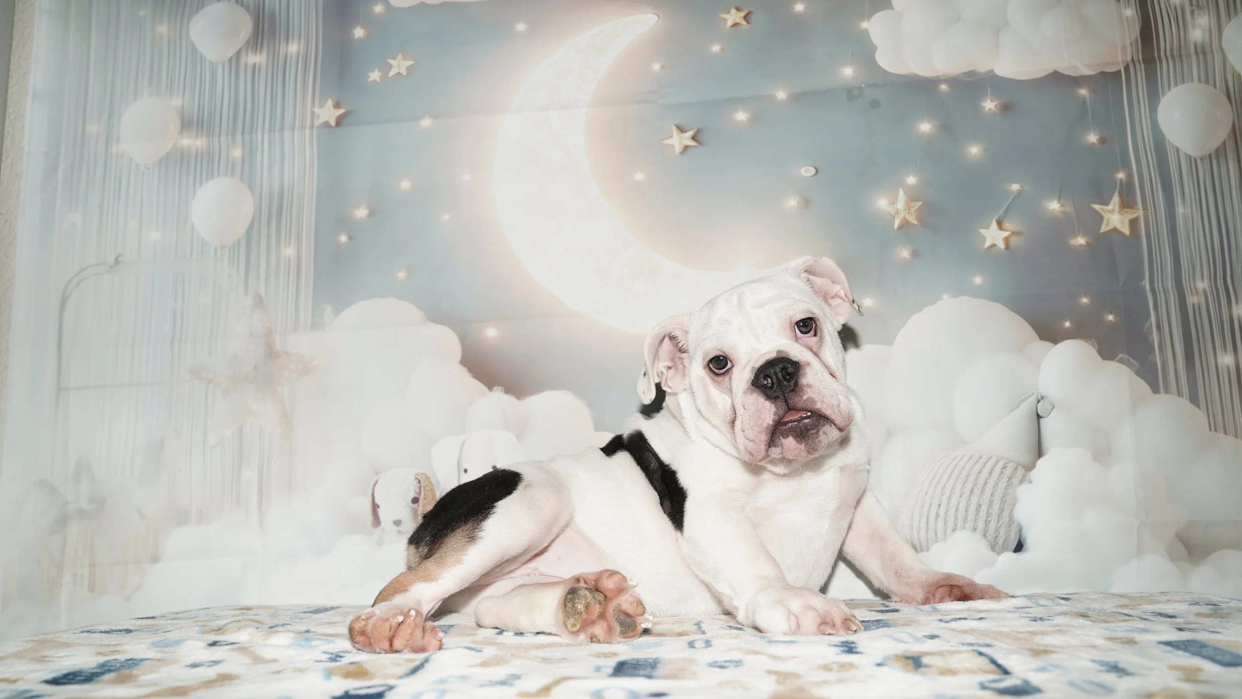 Ellie - $1800 Cash Price