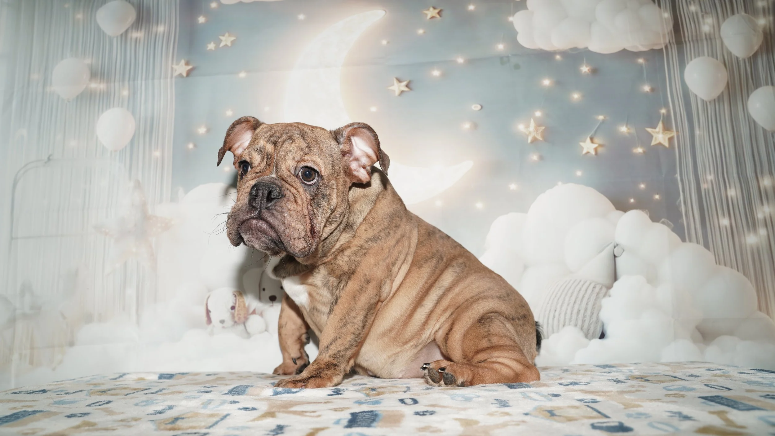 Abigail - $1800 Cash Price