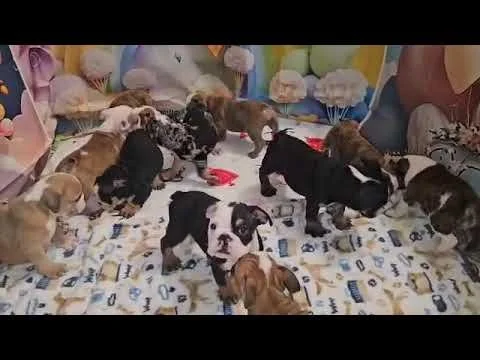 Chika puppies (Copy) (Copy)