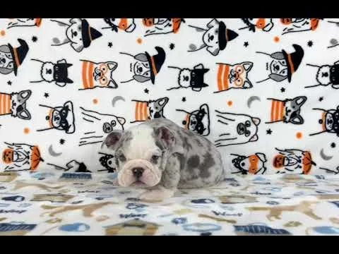 FEMALE 1 BLUE MERLE / DONNA X QUICKSILVER