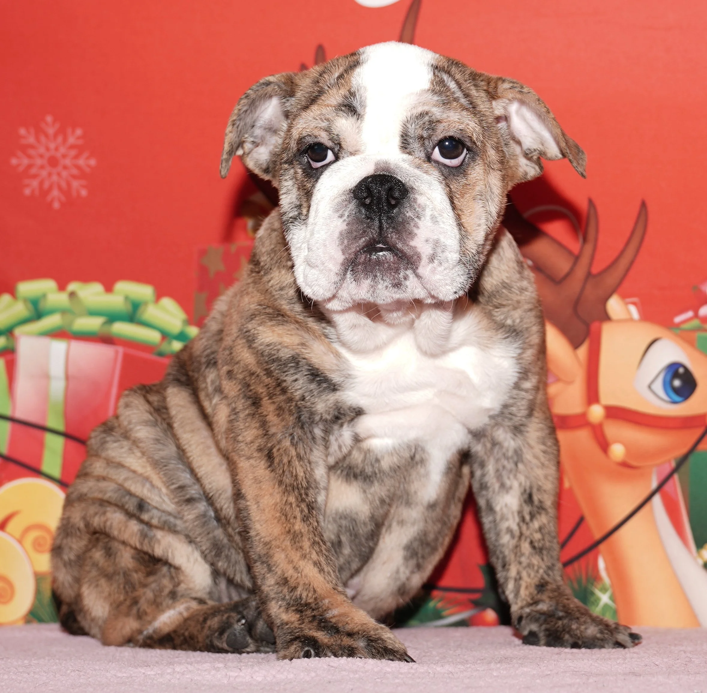 Nadia - $2999 Holiday Special