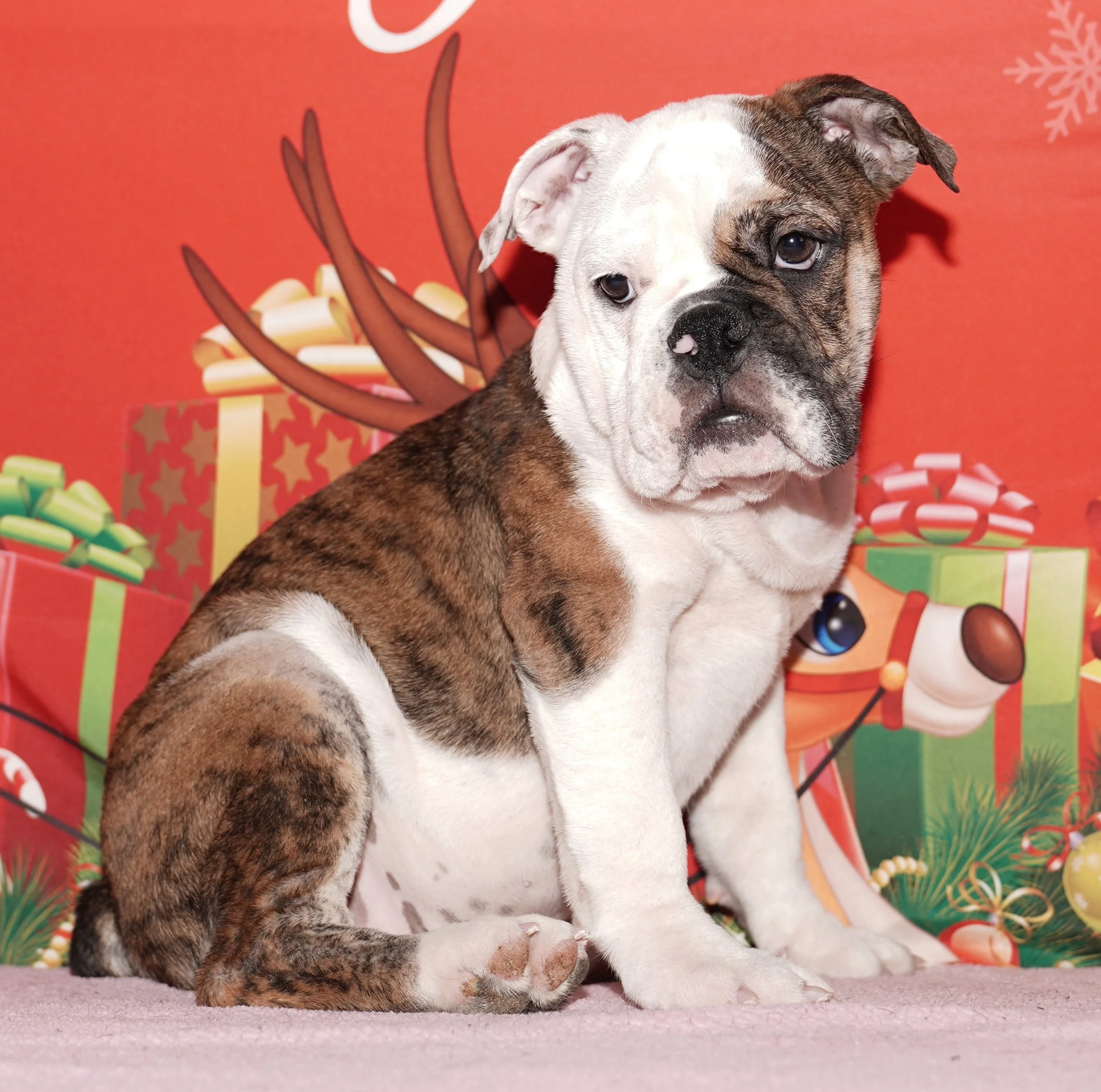 Neil - $2999 Holiday Special