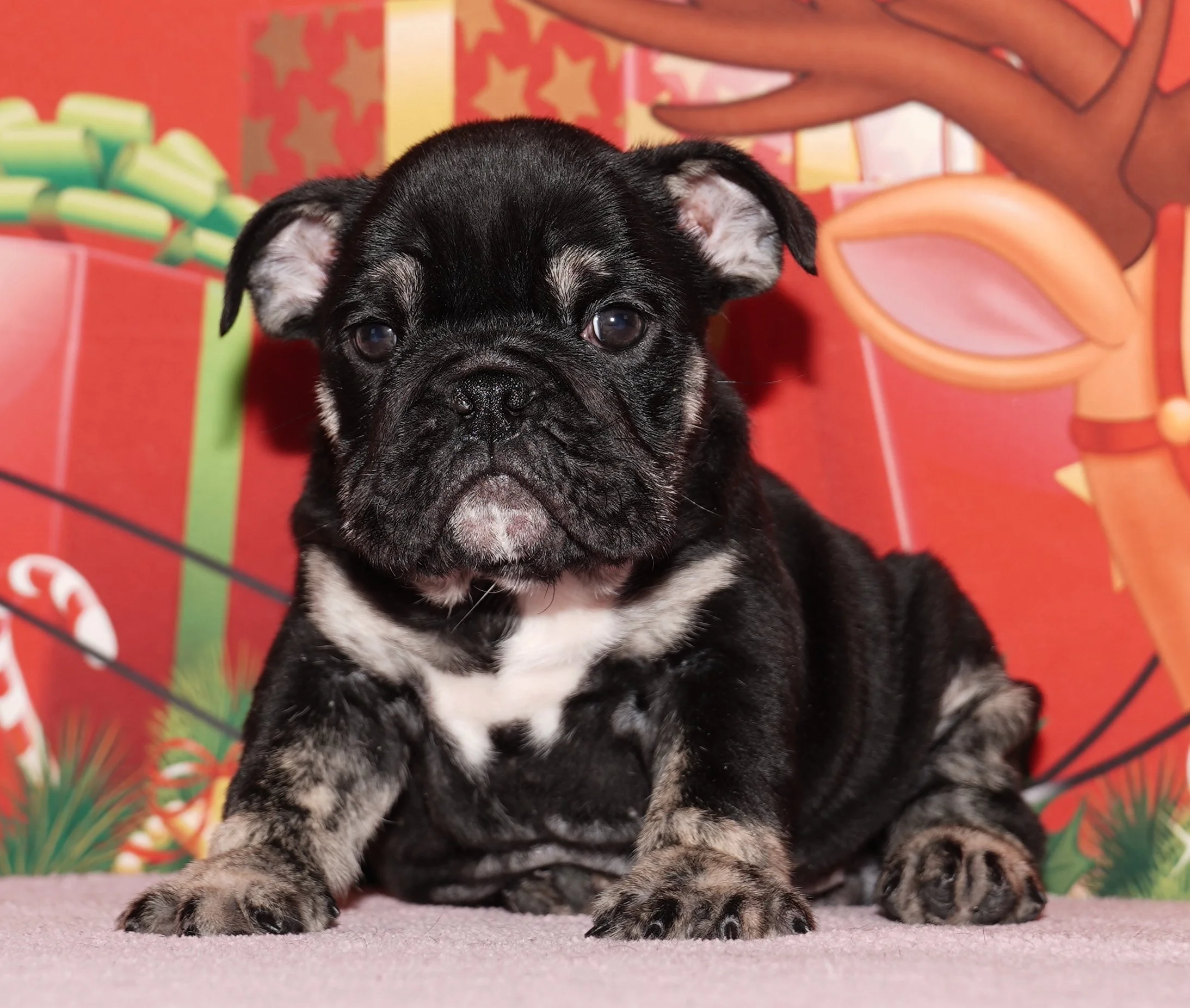 Fiona - $3300
