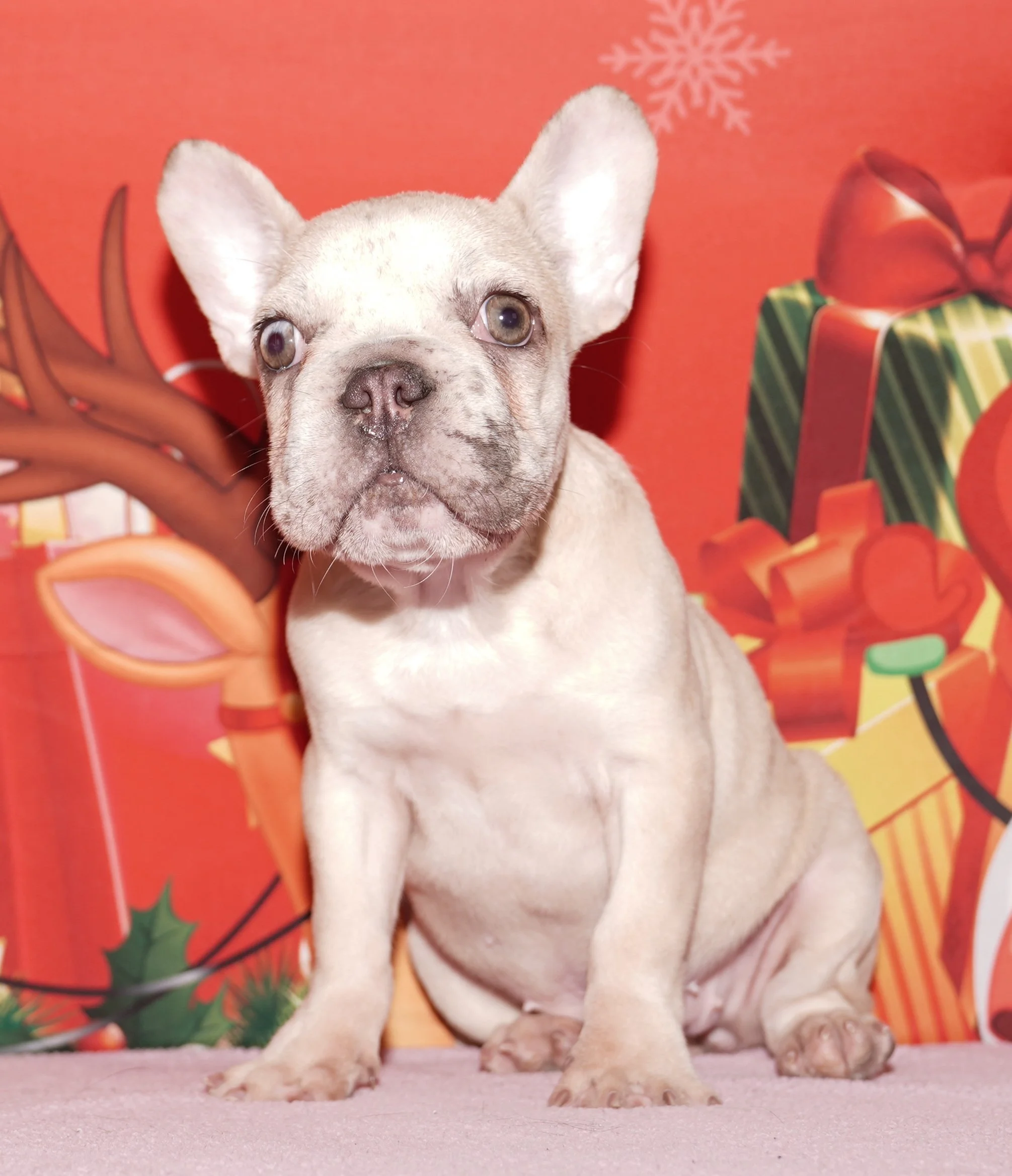 Orlee - $2500 Holiday Special