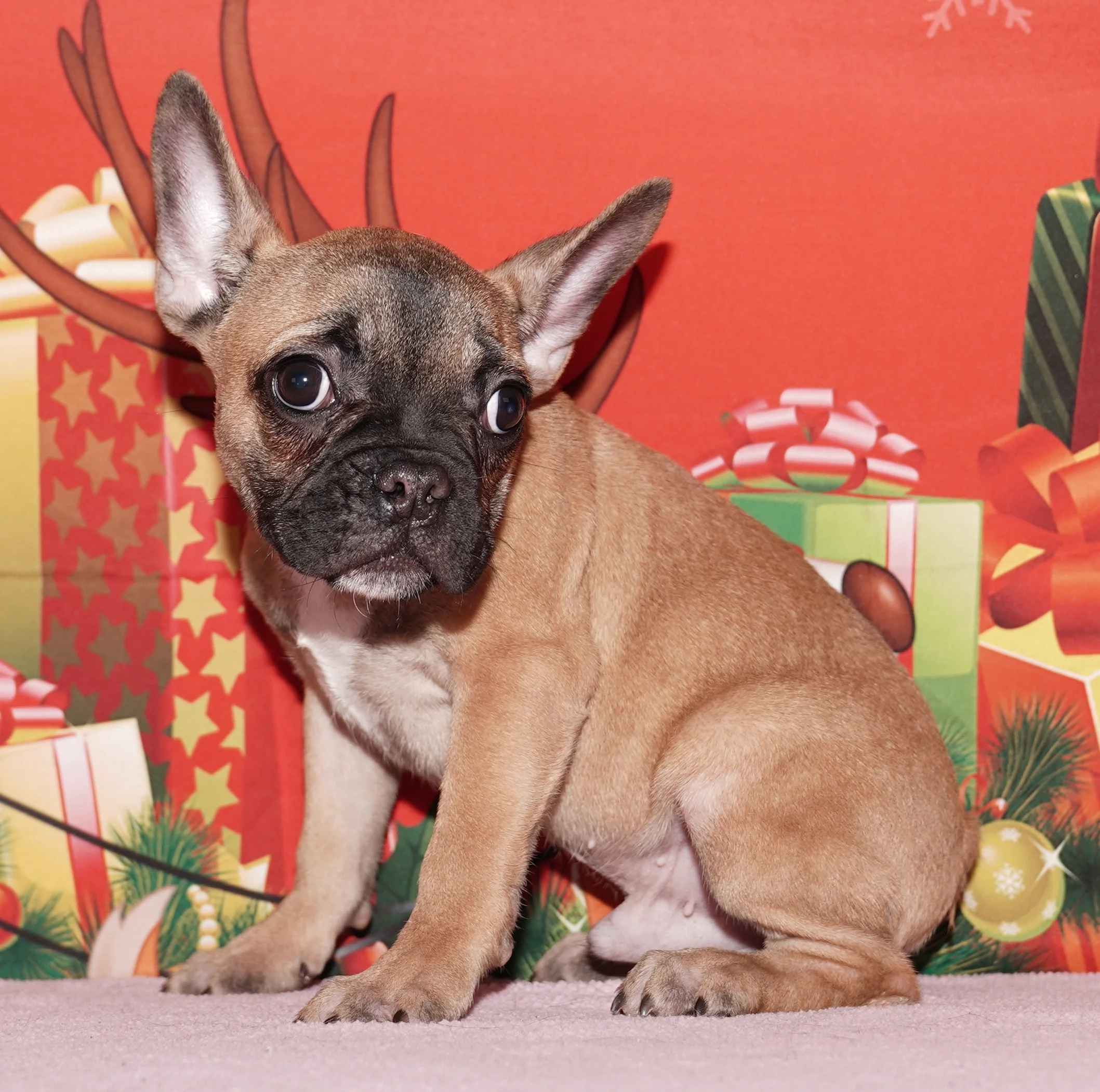 Oliver - $2500 Holiday Special