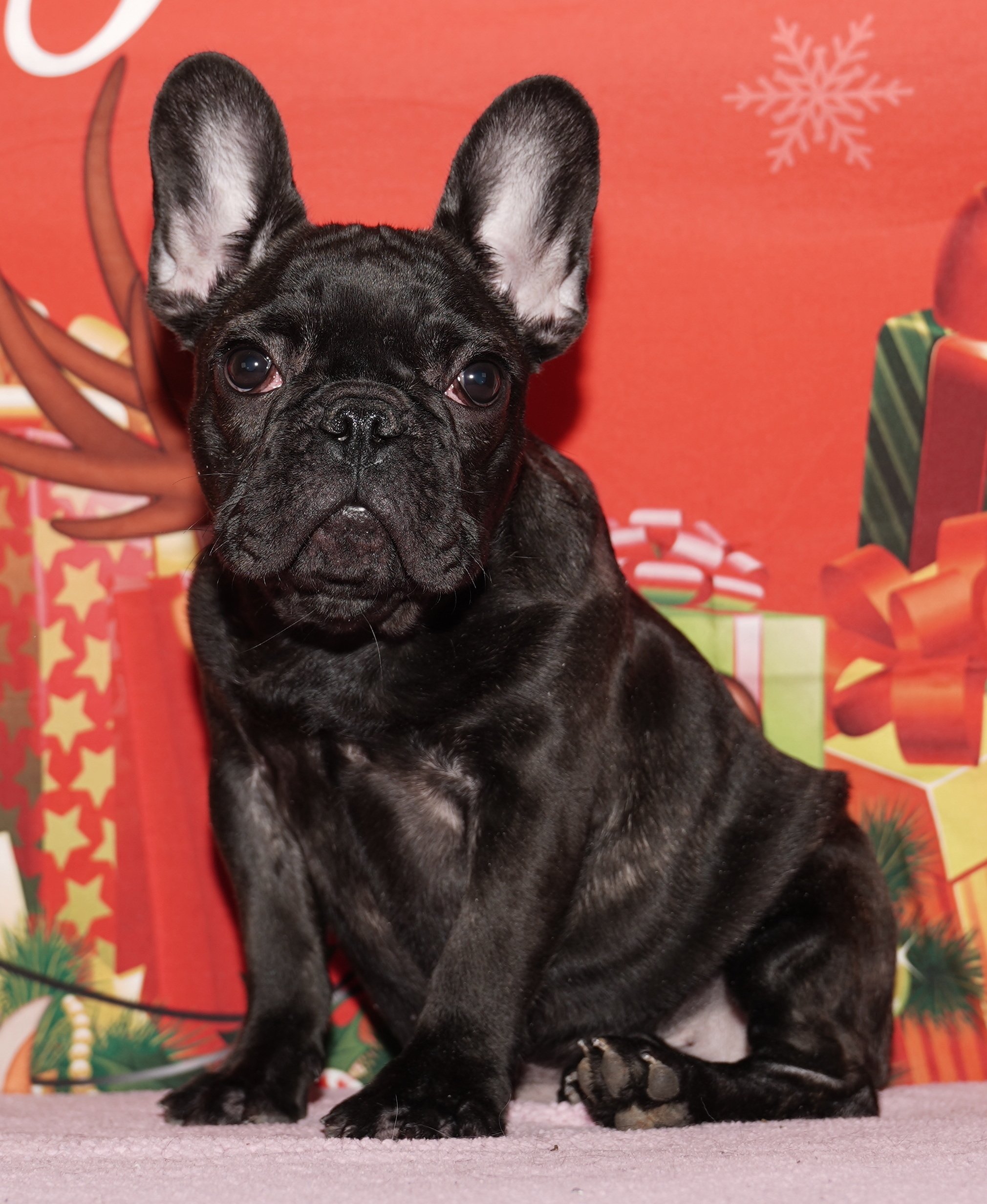 Hannah - $2500 Holiday Special