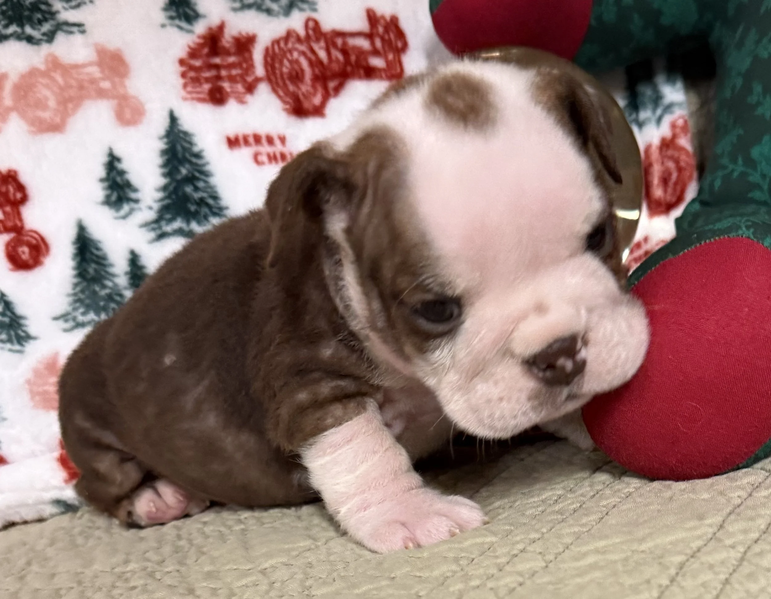 Hallie - $3300