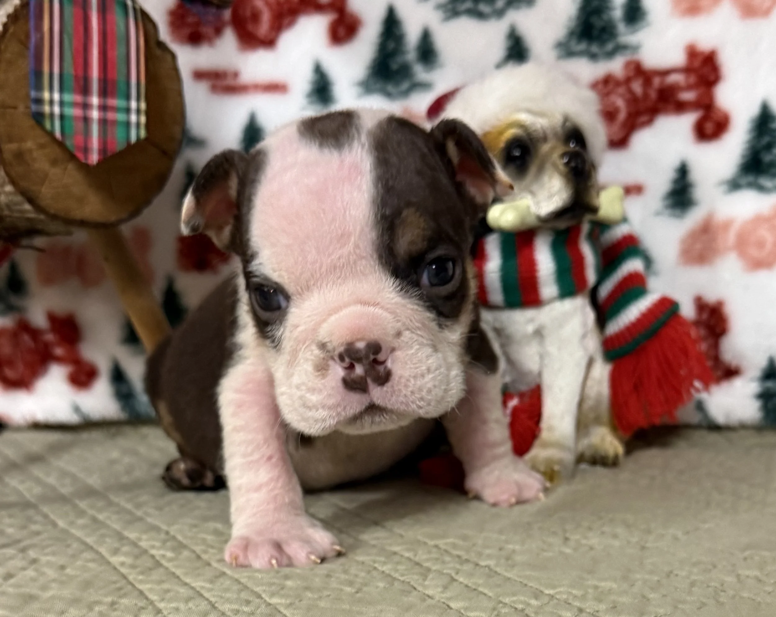 Hank - $3300