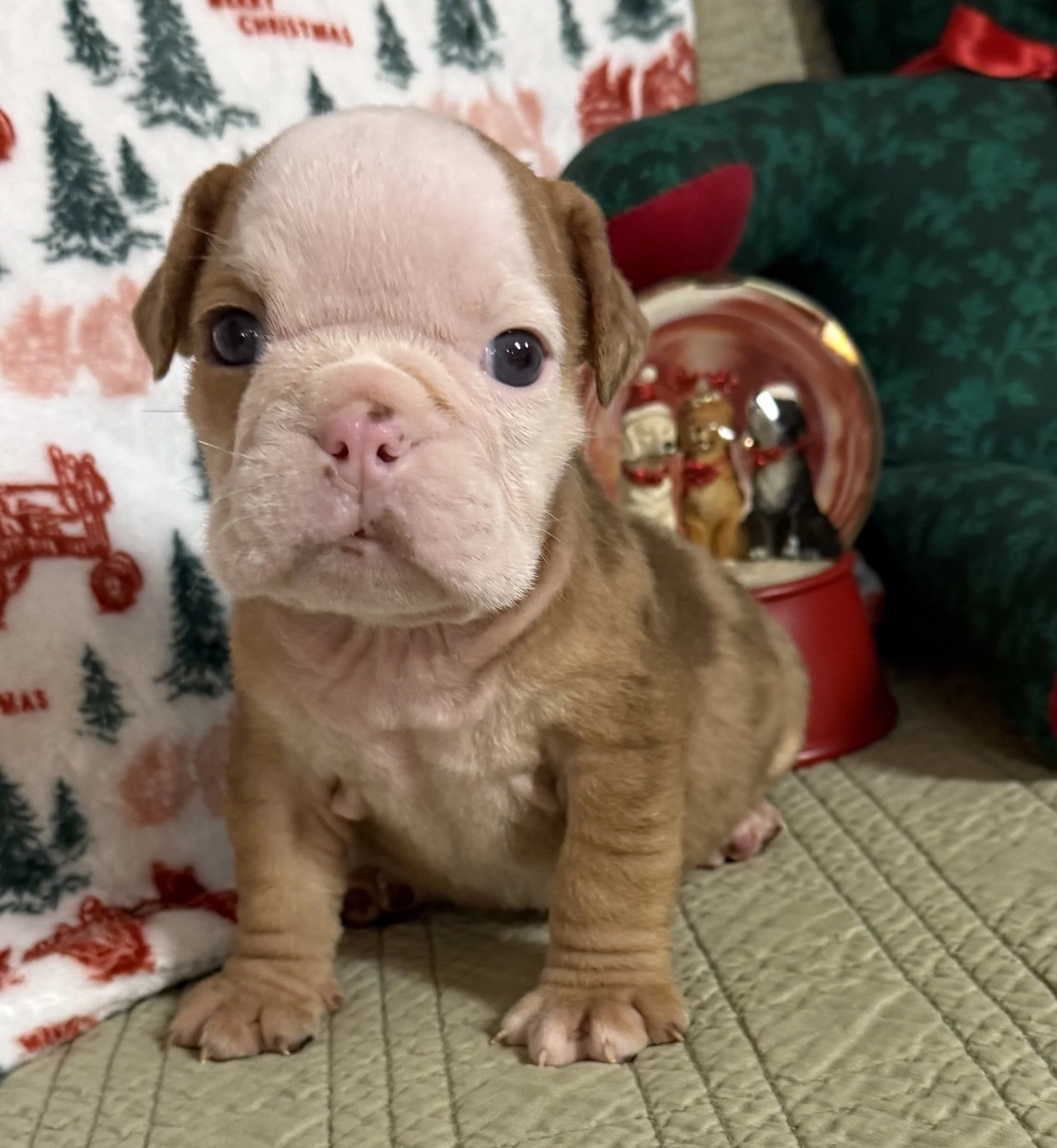 Harvey - $3300