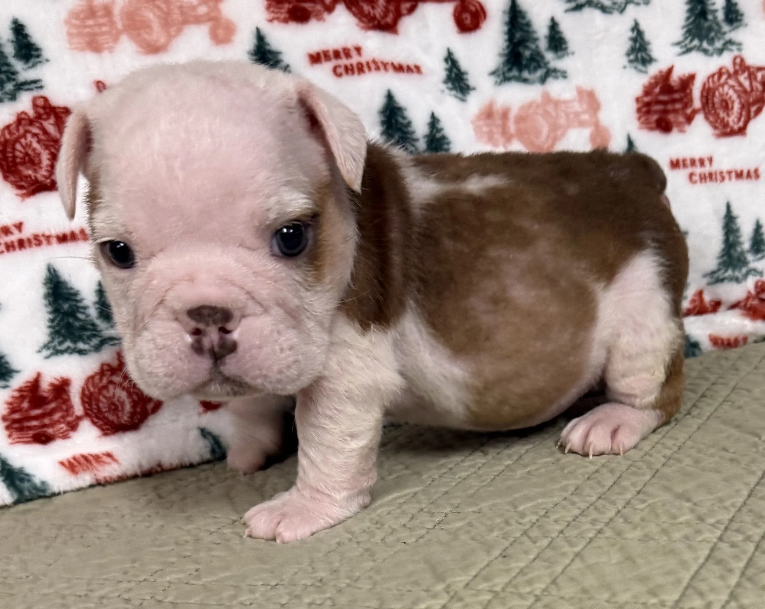 Hansel - $3300