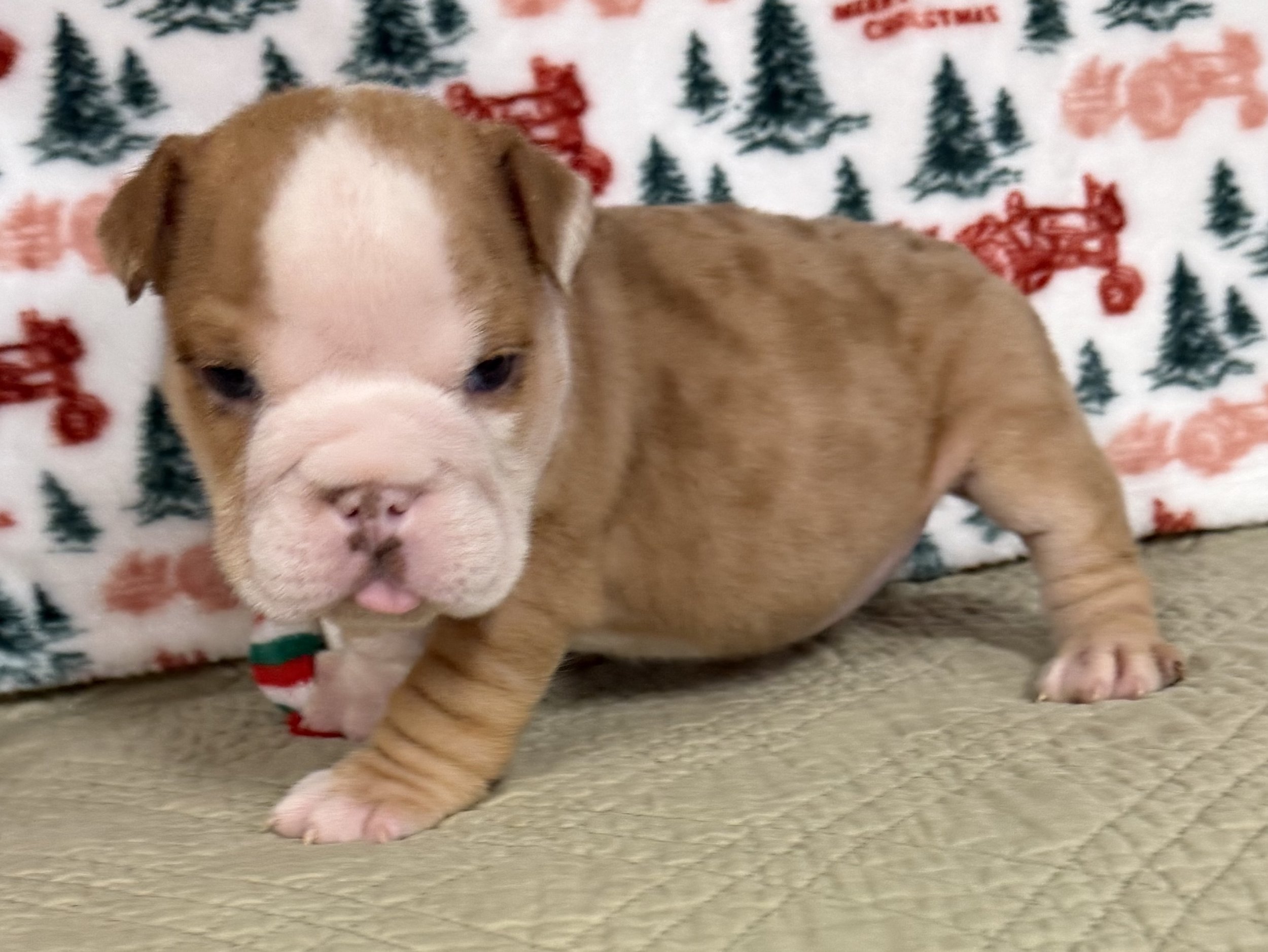 Harrison - $3300