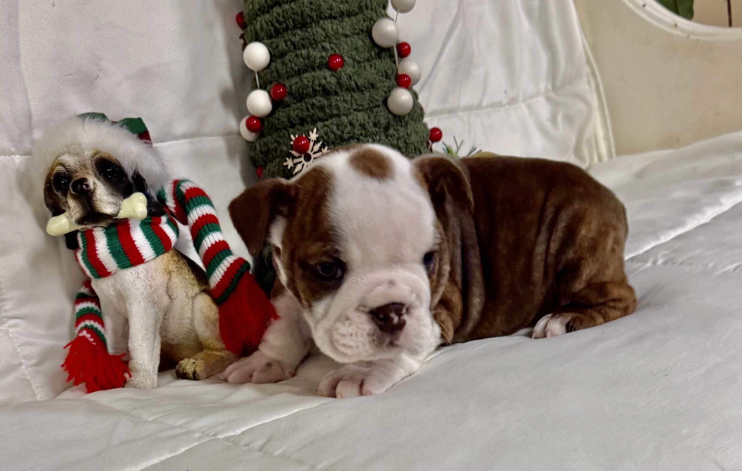 Hallie - $3300