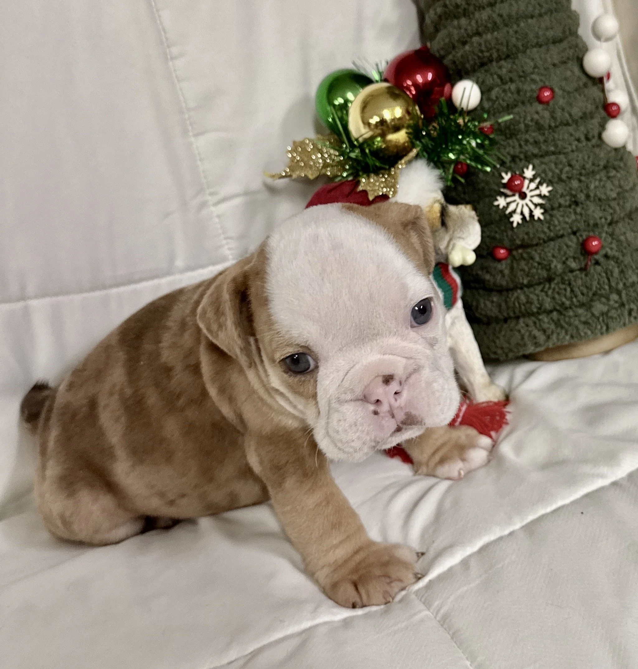 Harvey - $3300