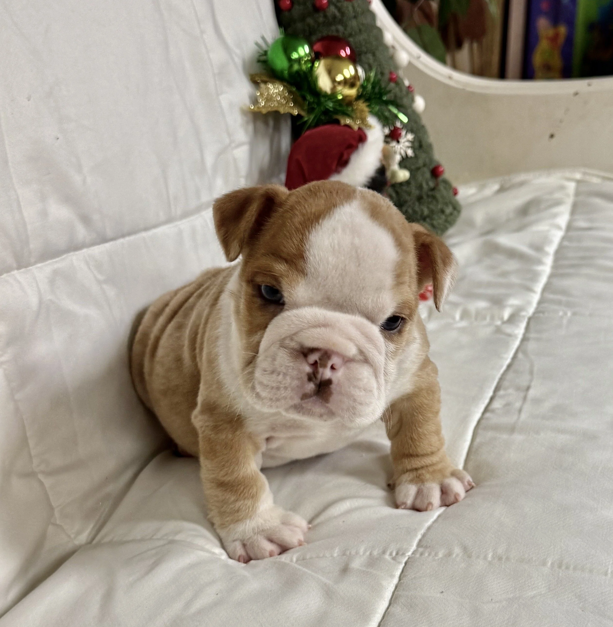 Harrison - $3300