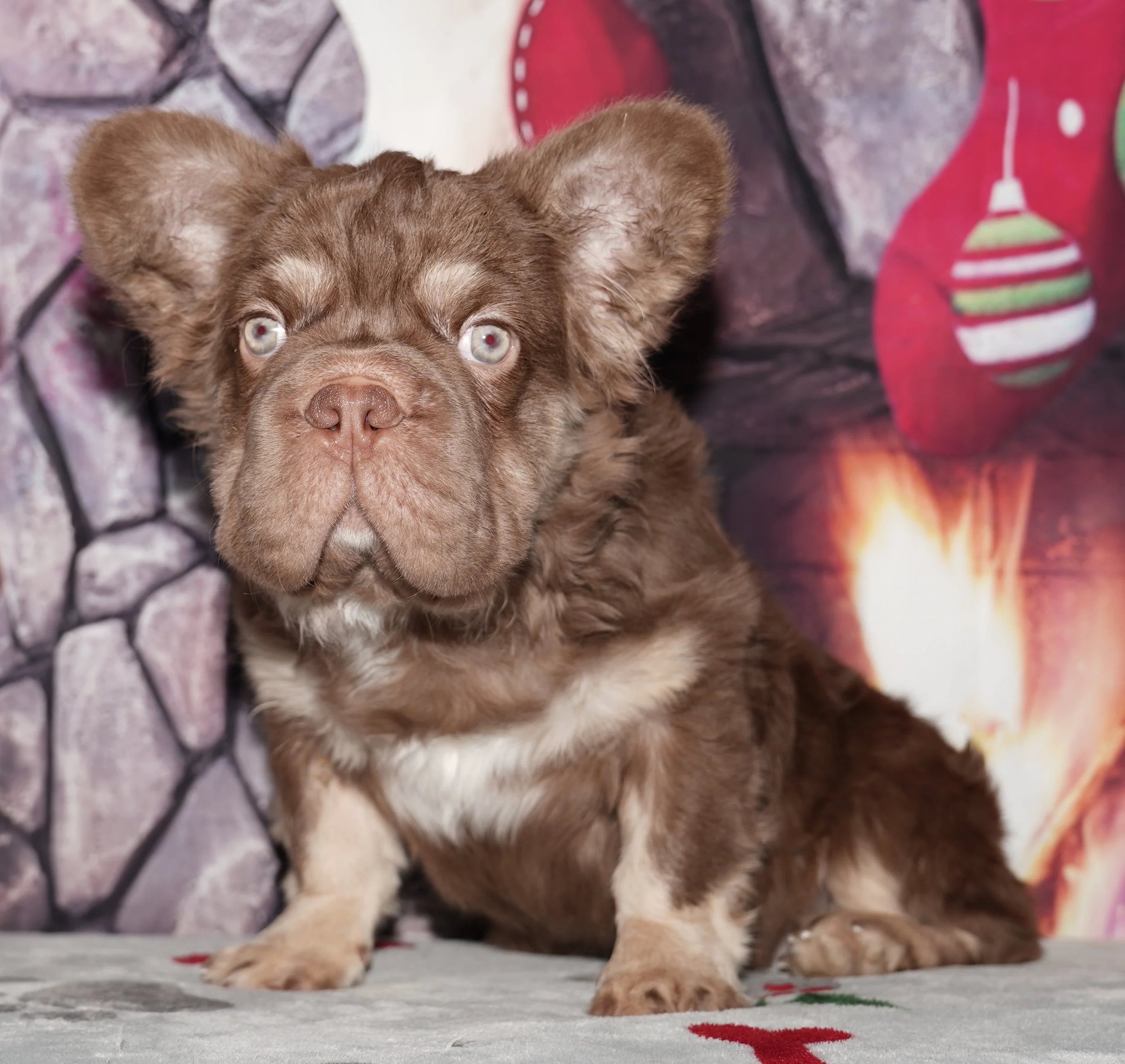 Chewbacca - $7500