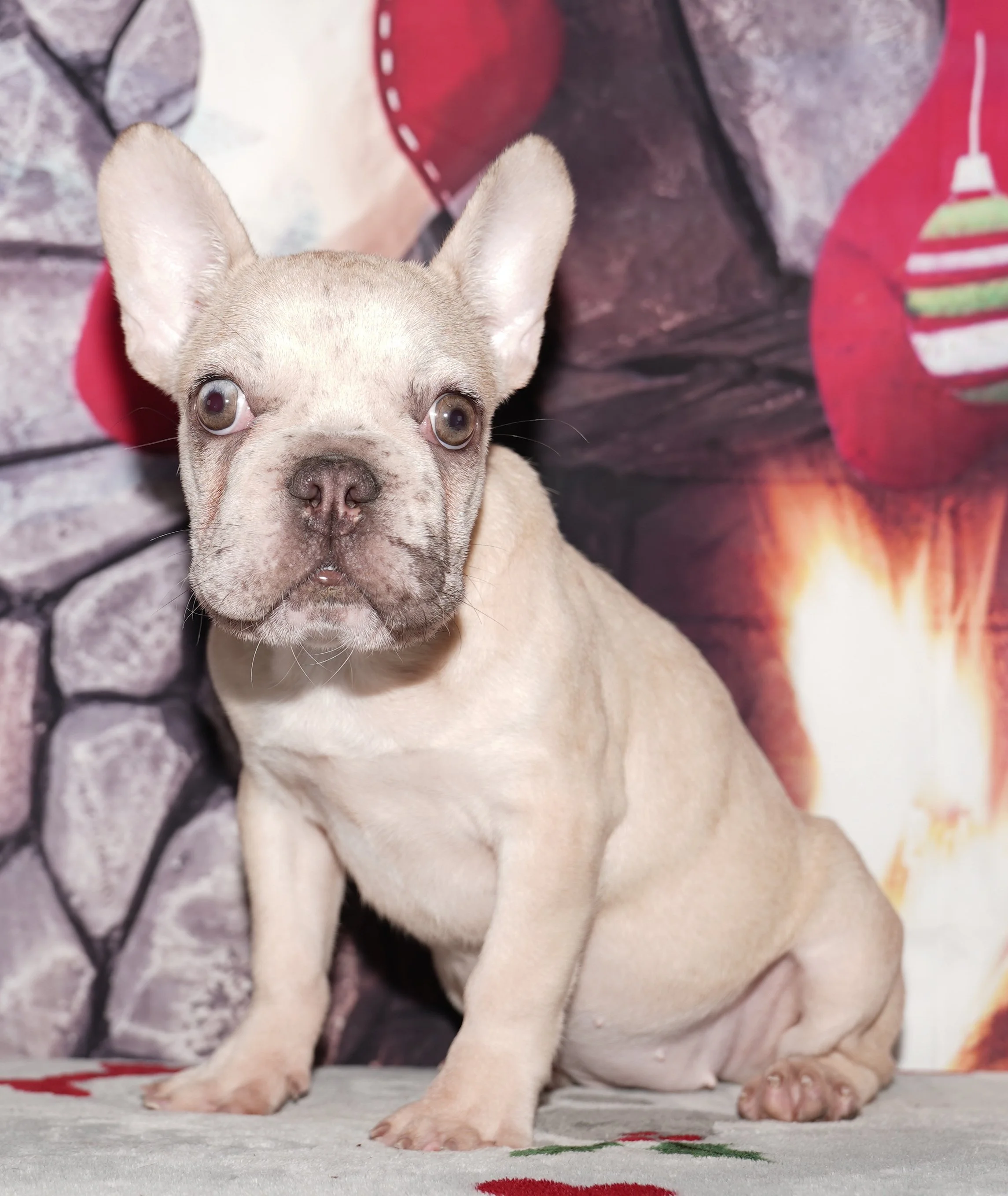 Orlee - $2500 Holiday Special