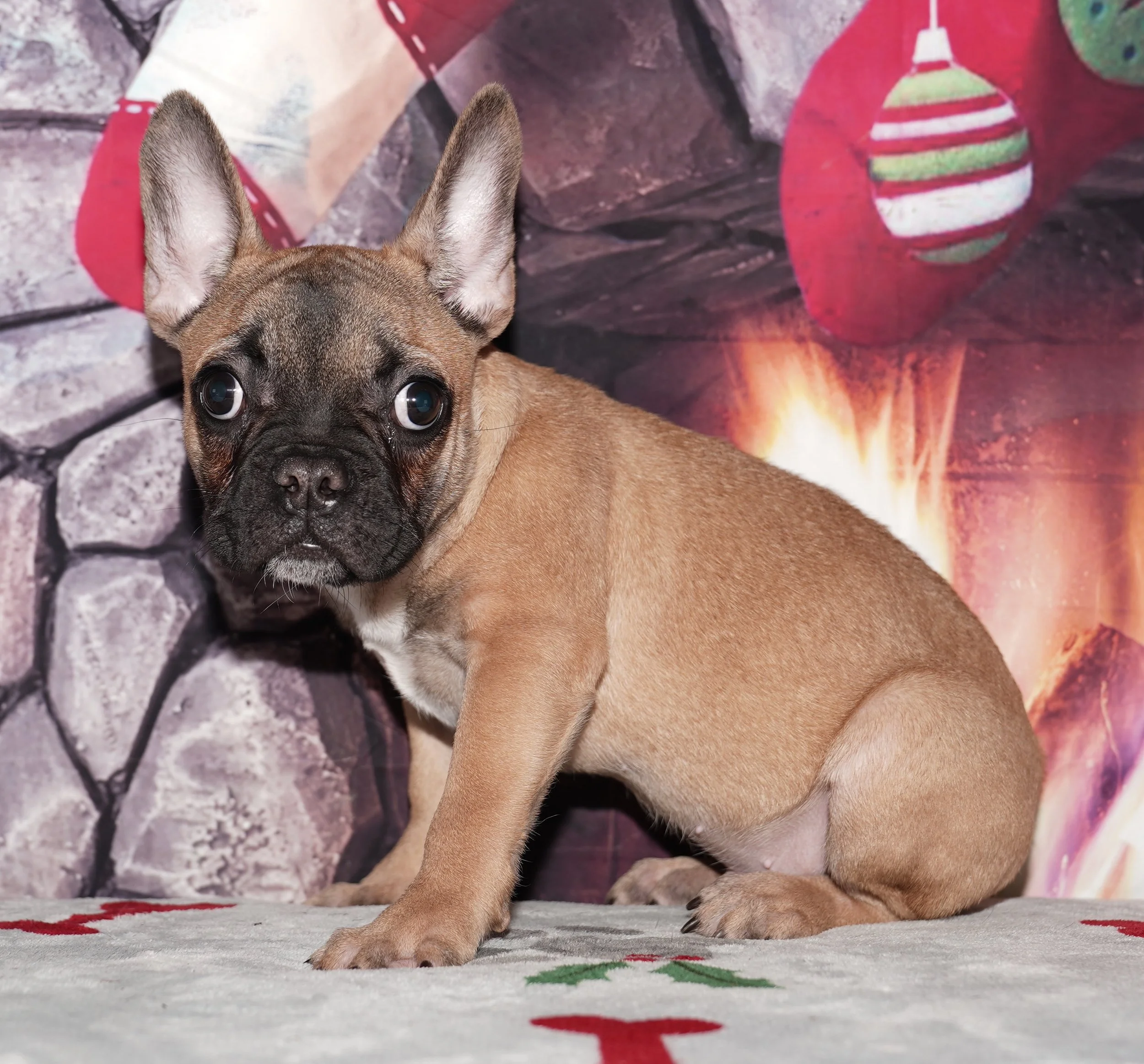 Oliver - $2500 Holiday Special