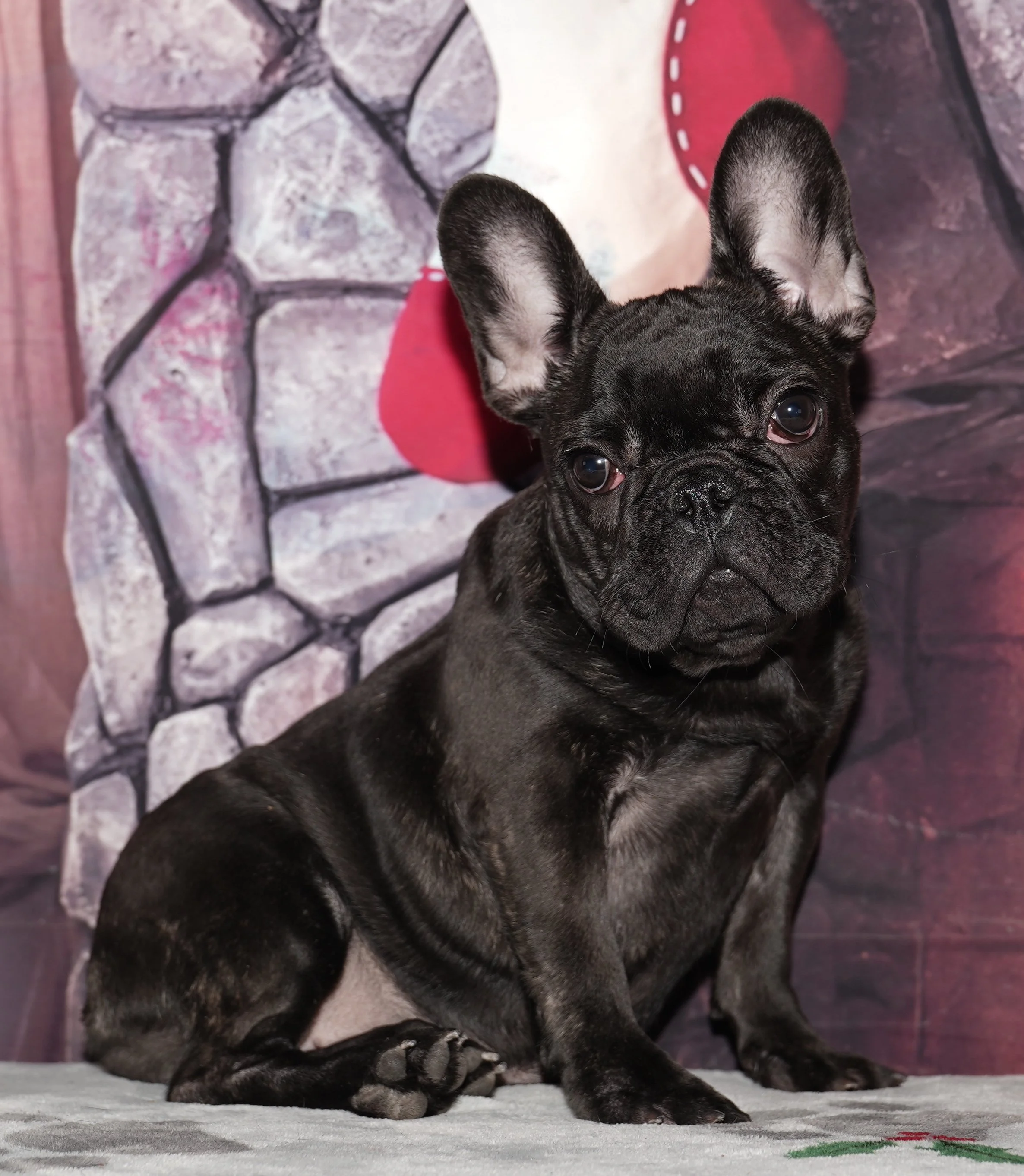 Hannah - $2500 Holiday Special