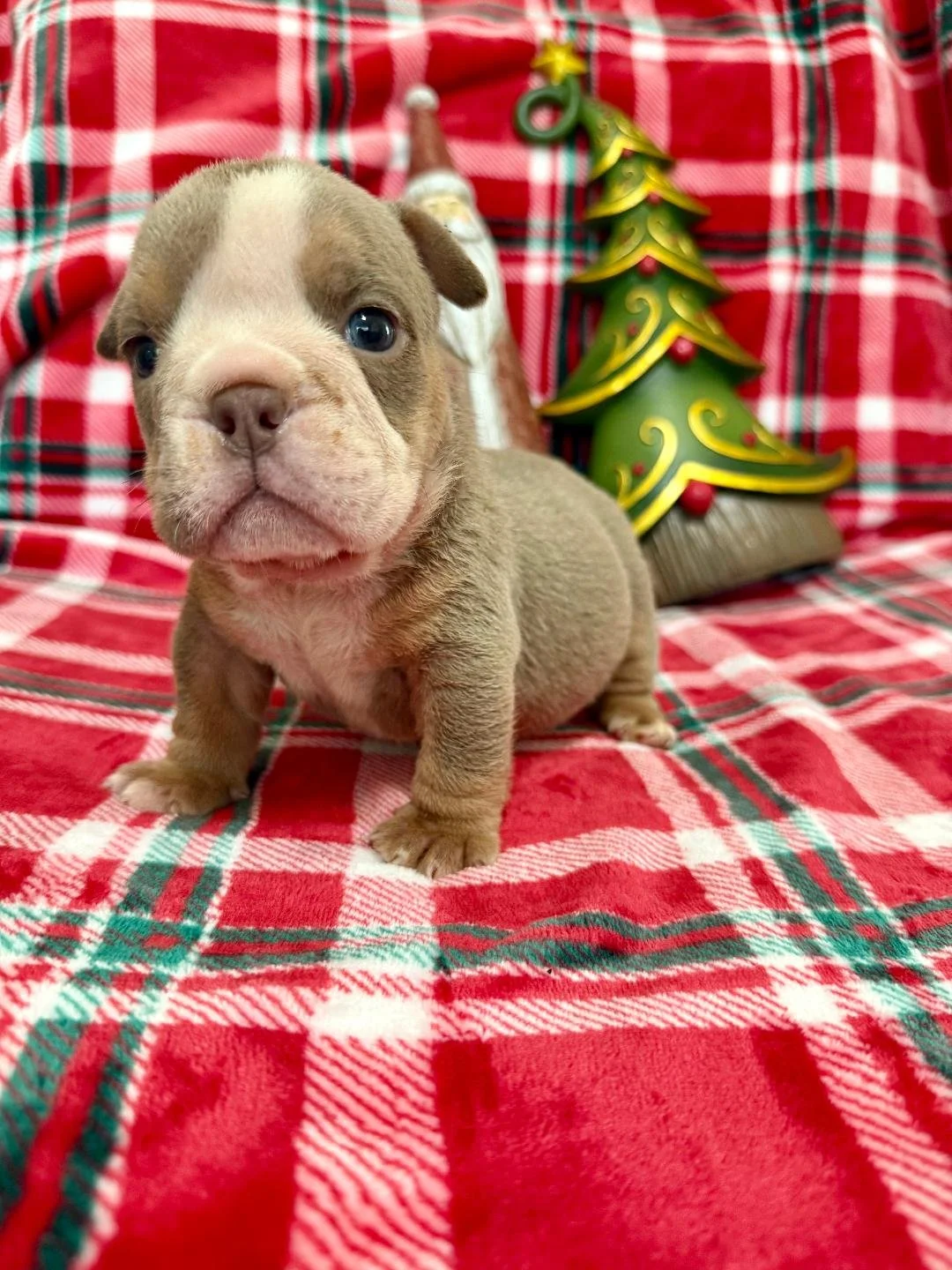 Photo Dec 22 2025, 10 49 42 AM (2).jpg