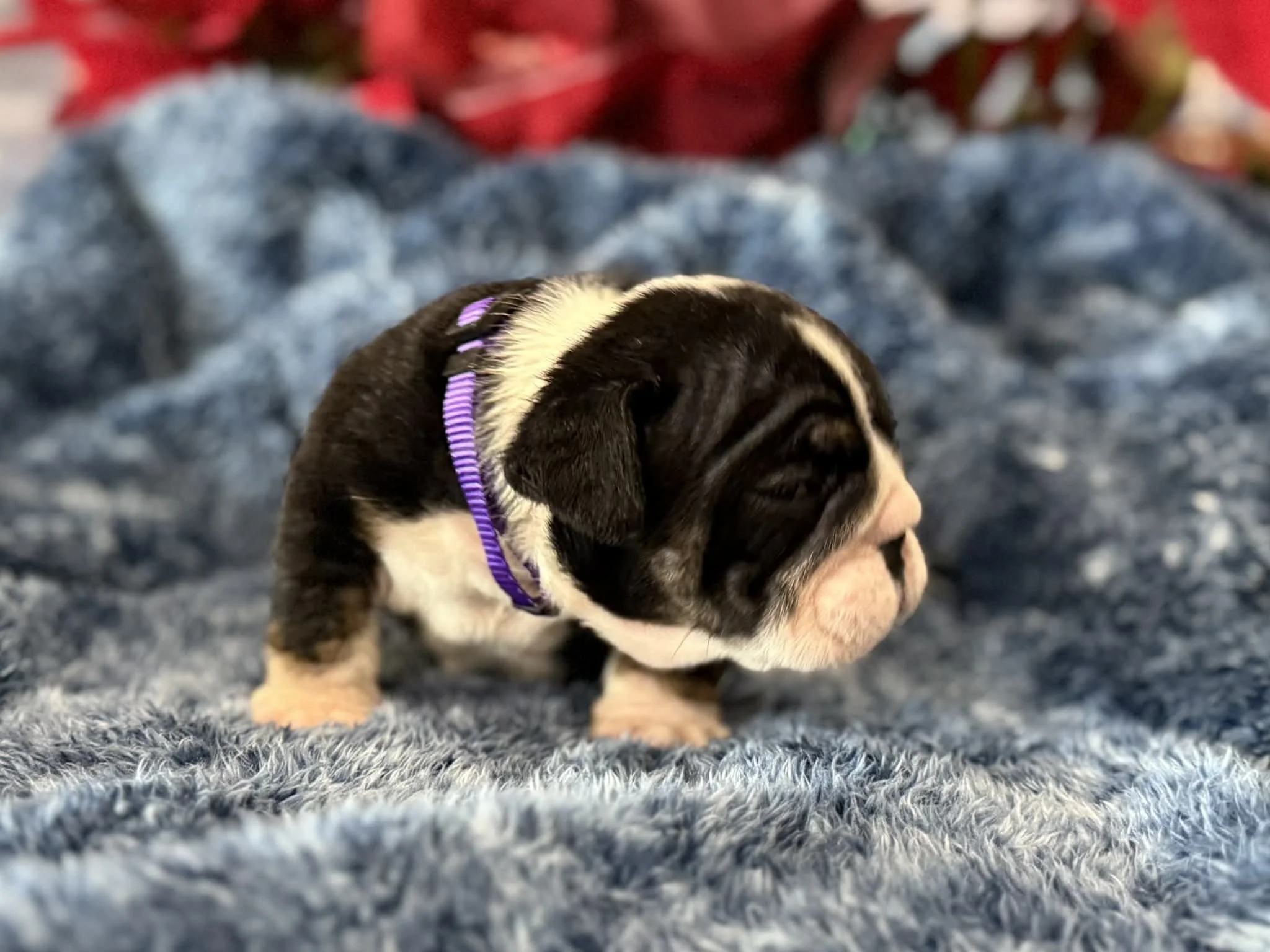 Photo Dec 29 2025, 2 30 43 PM (9).jpg