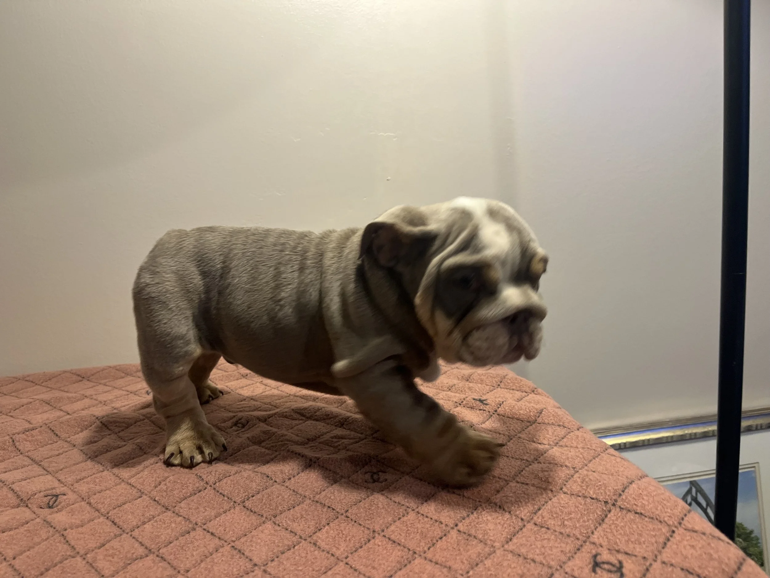 Photo Jan 18 2026, 7 27 14 PM.jpg