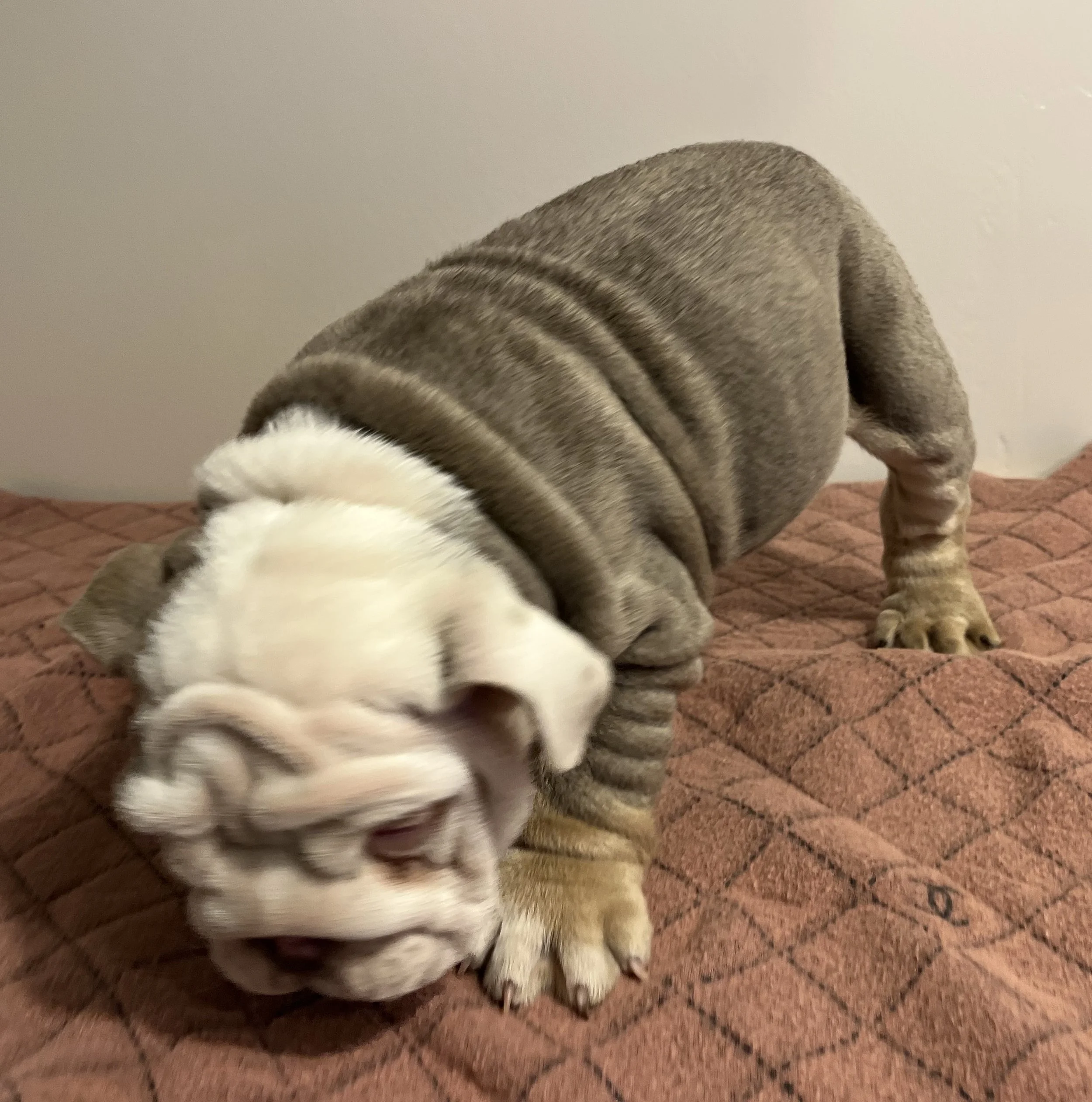 Photo Jan 18 2026, 7 49 39 PM.jpg