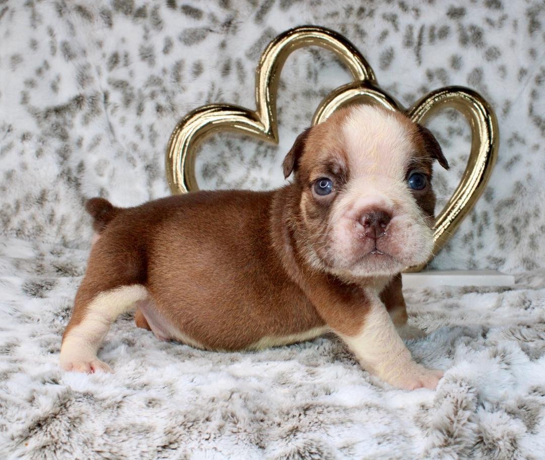 Sundance Kid - $3500