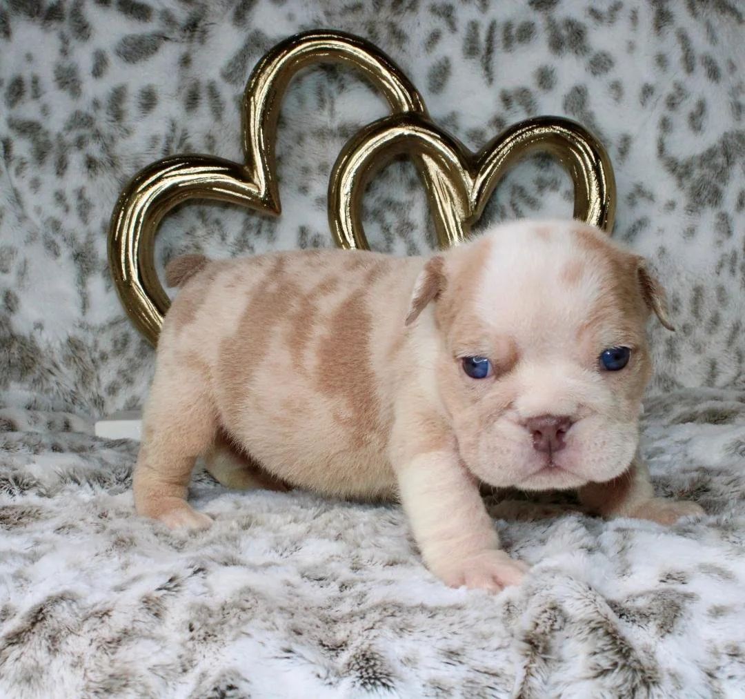 Butch Cassidy - $3500