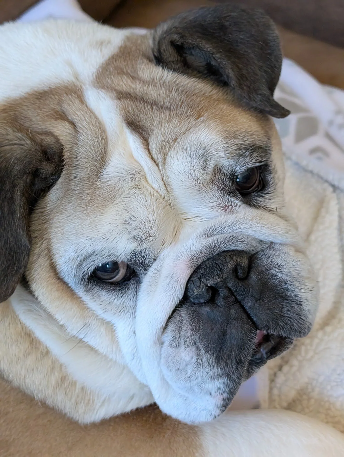 Grieving For Your Bulldog