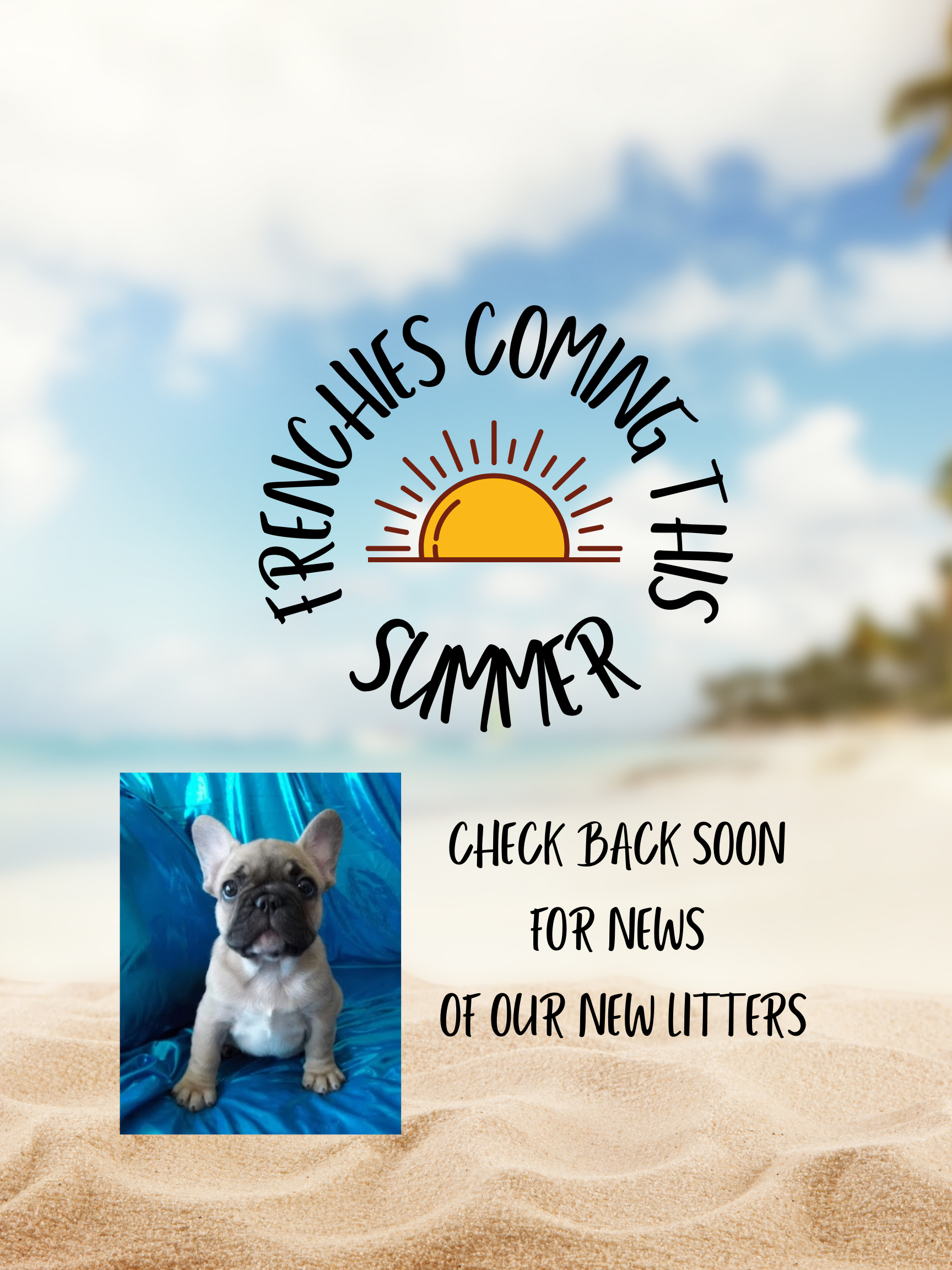 Frenchies Coming This Summer!