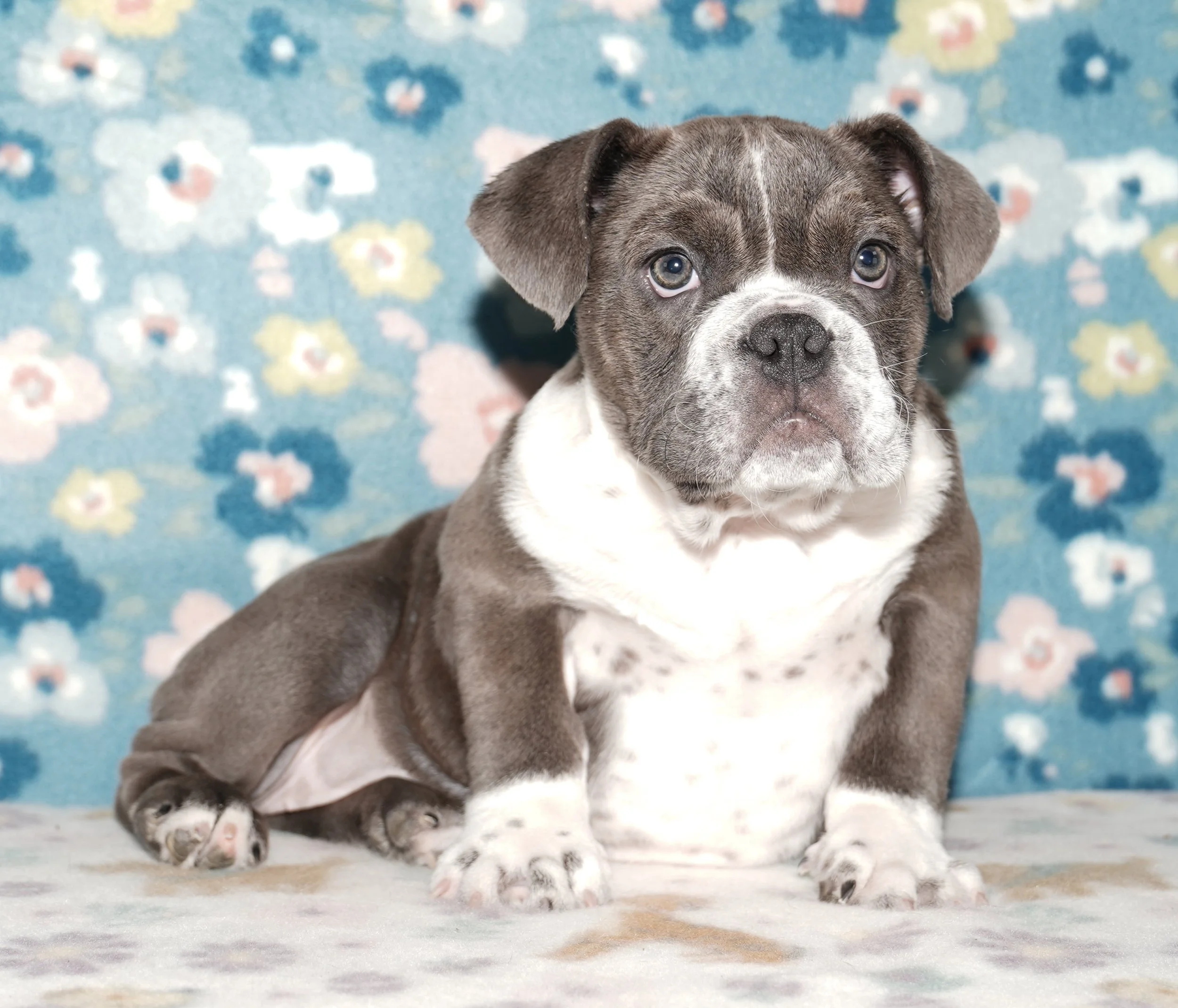 Lola - $2600 Cash Price