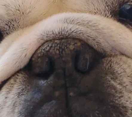 Nose Butter