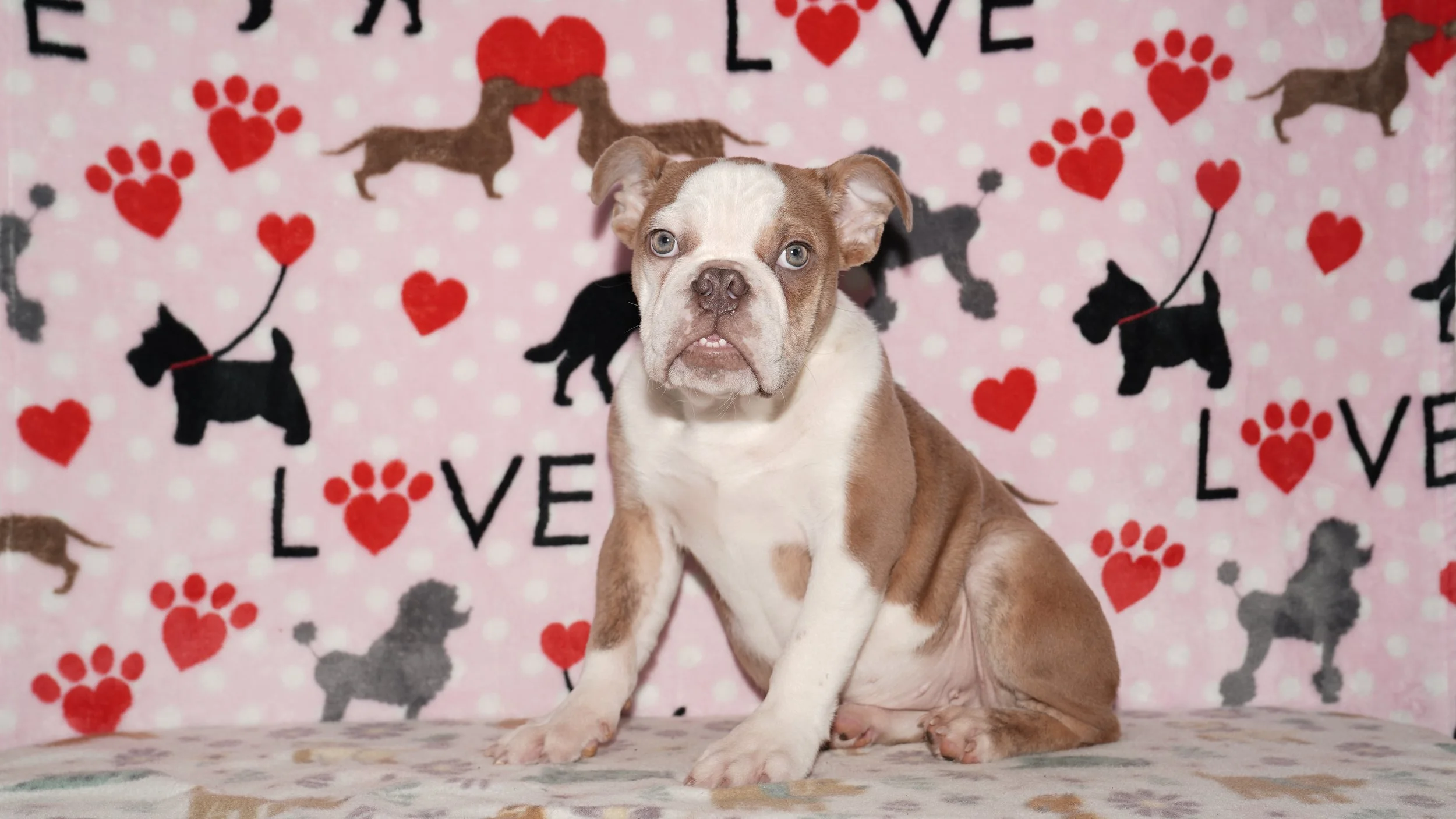 Bubbles - $2300