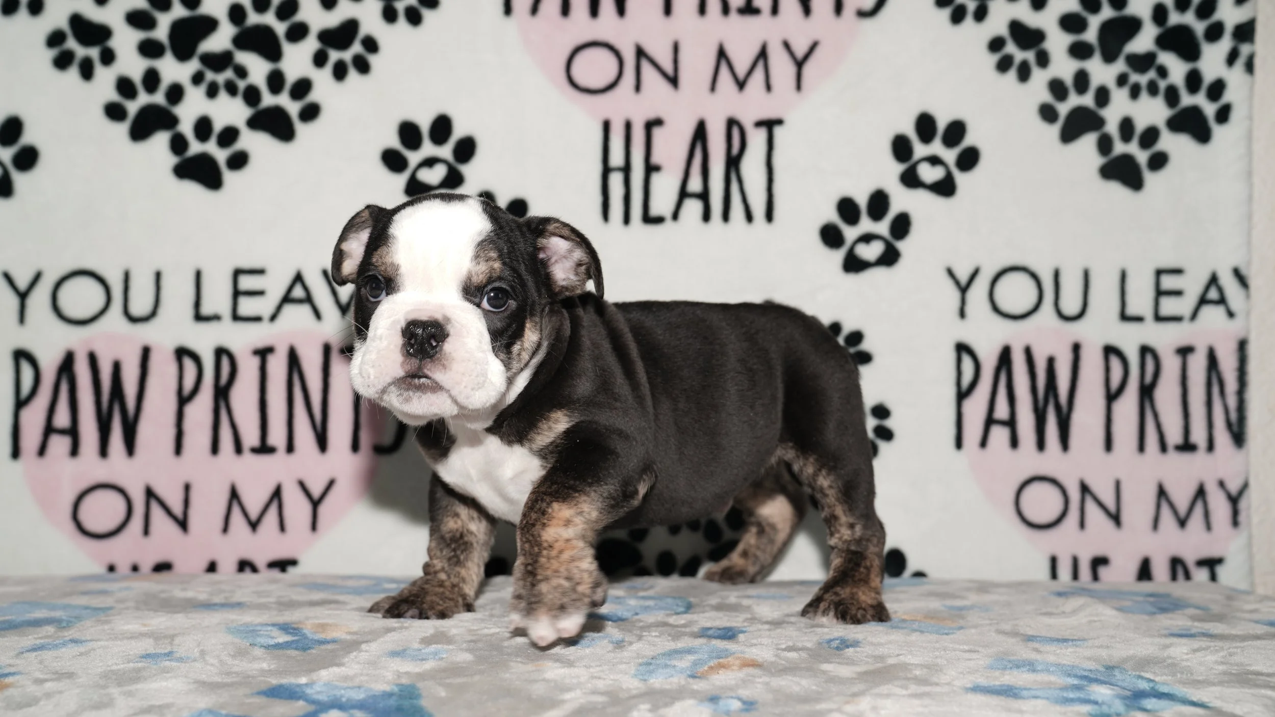 Ziggy - $3500