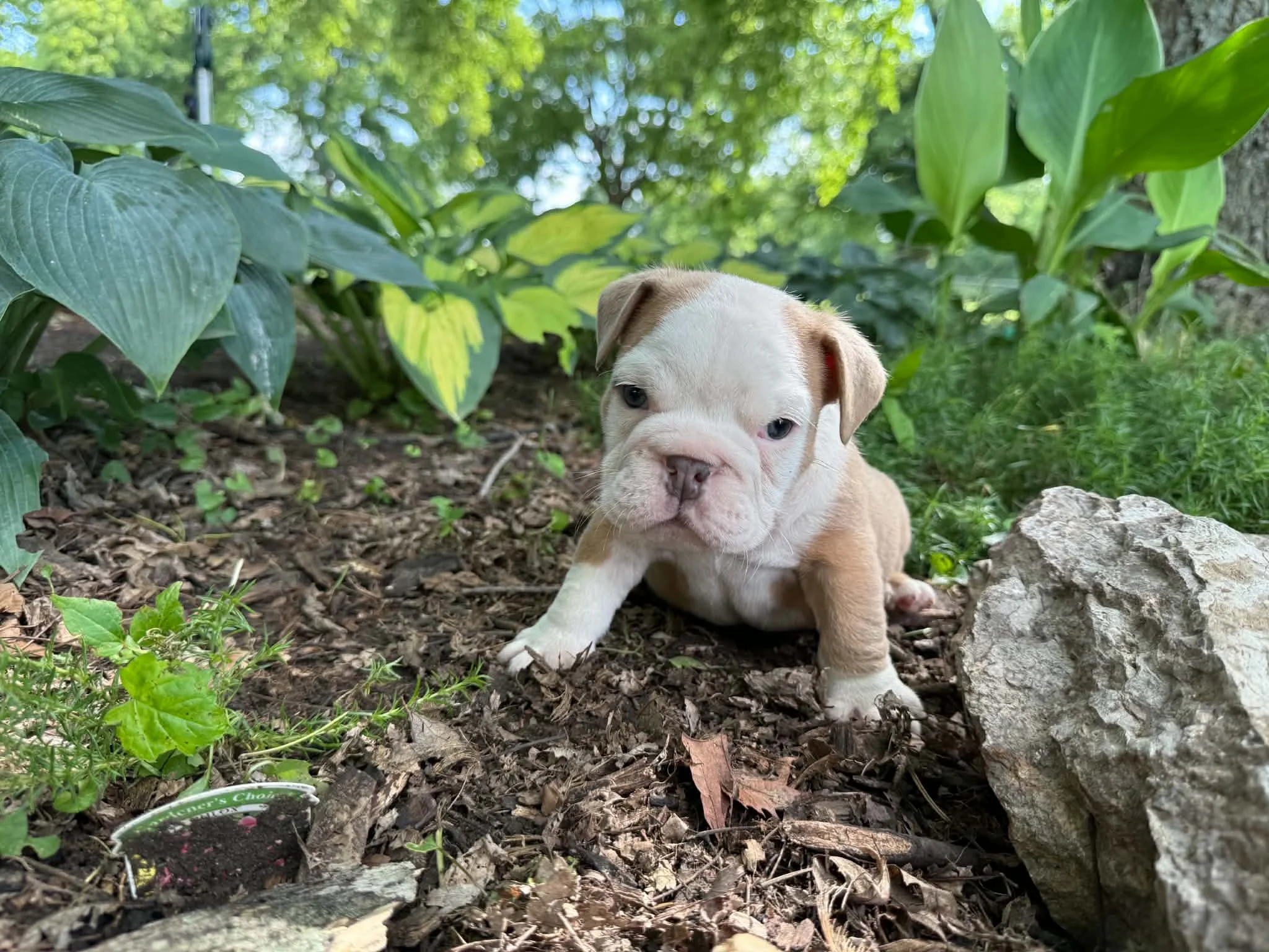 Gus - $4000