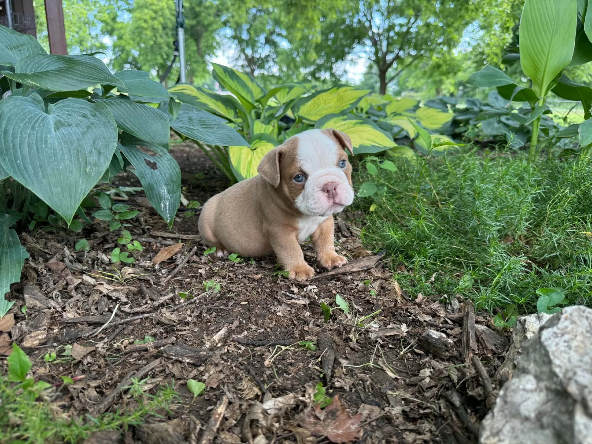 Bruno - $4000