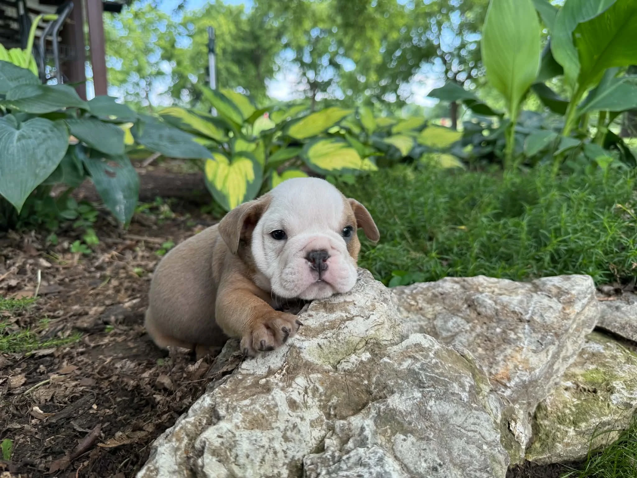 Atlas - $4000