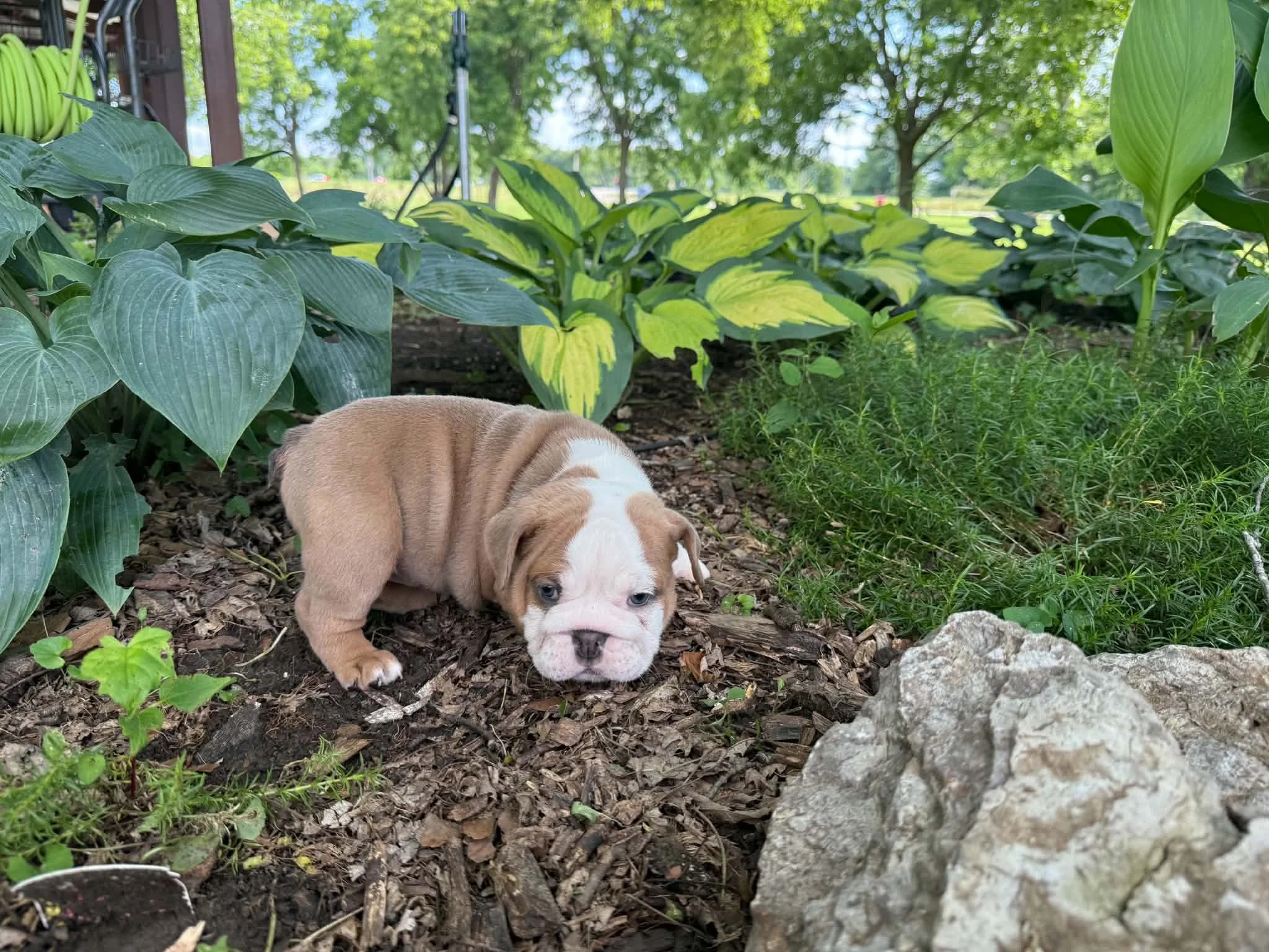 Rosie - $4000
