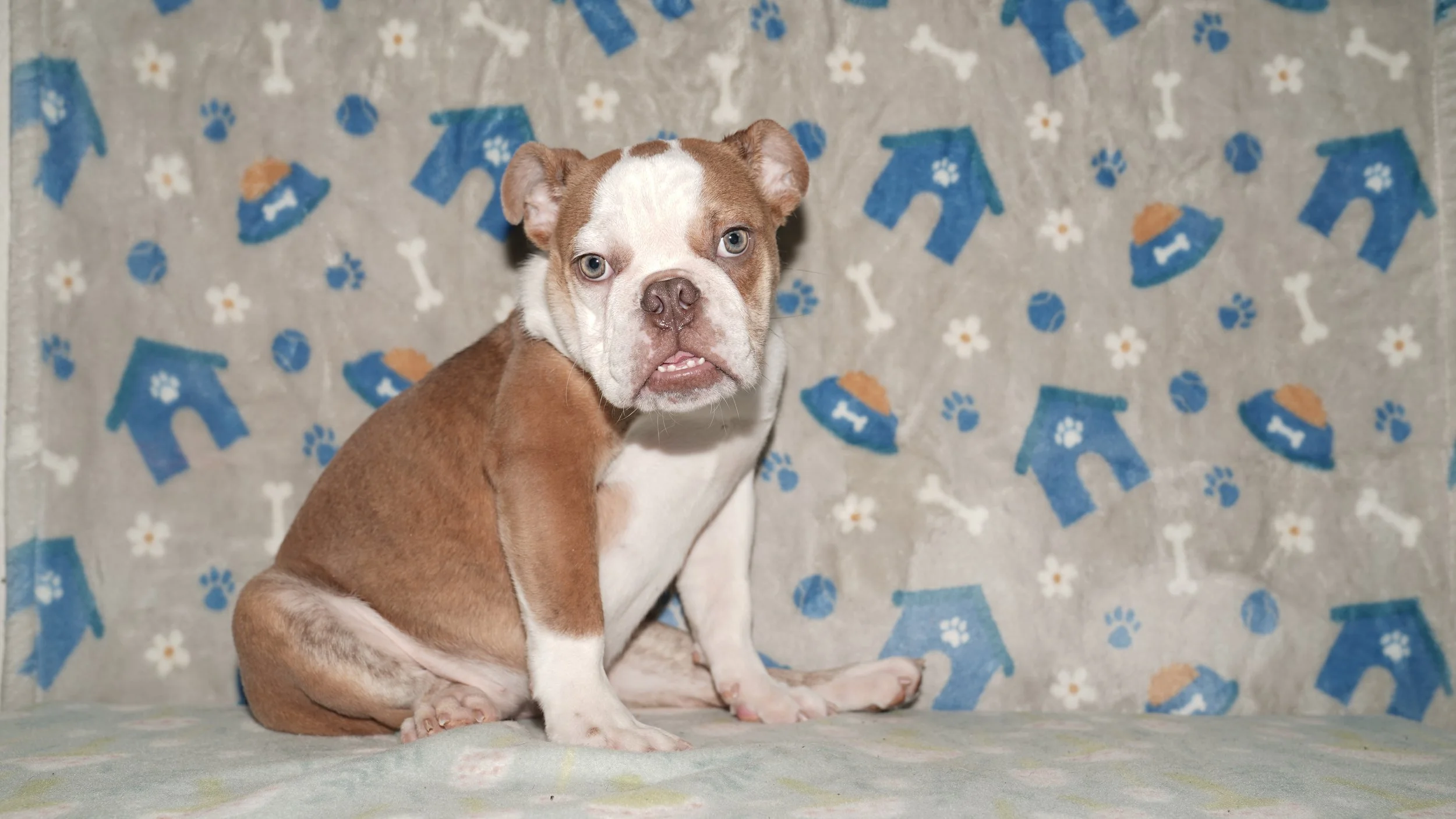 Bubbles - $2300