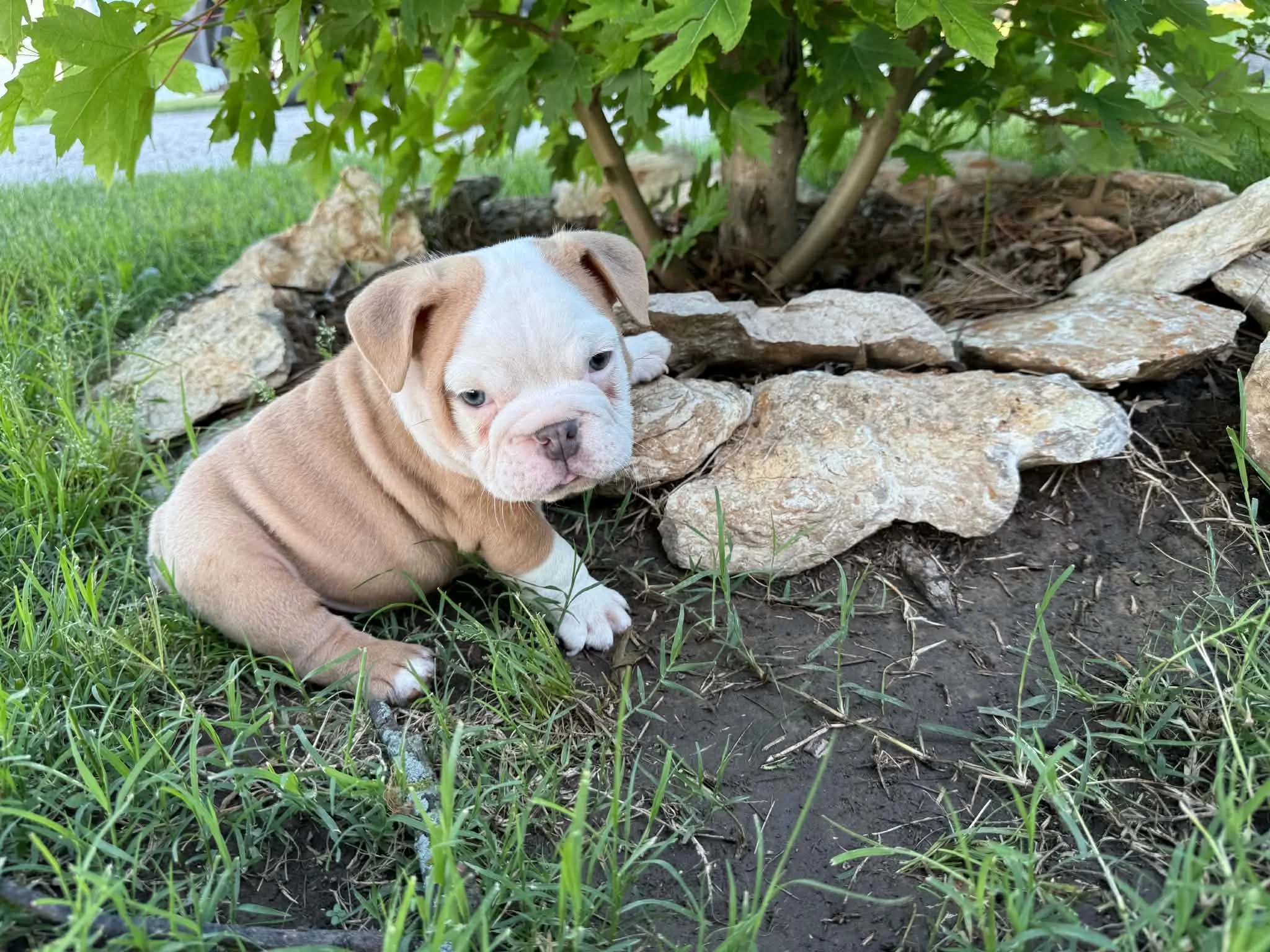 Gus.jpg