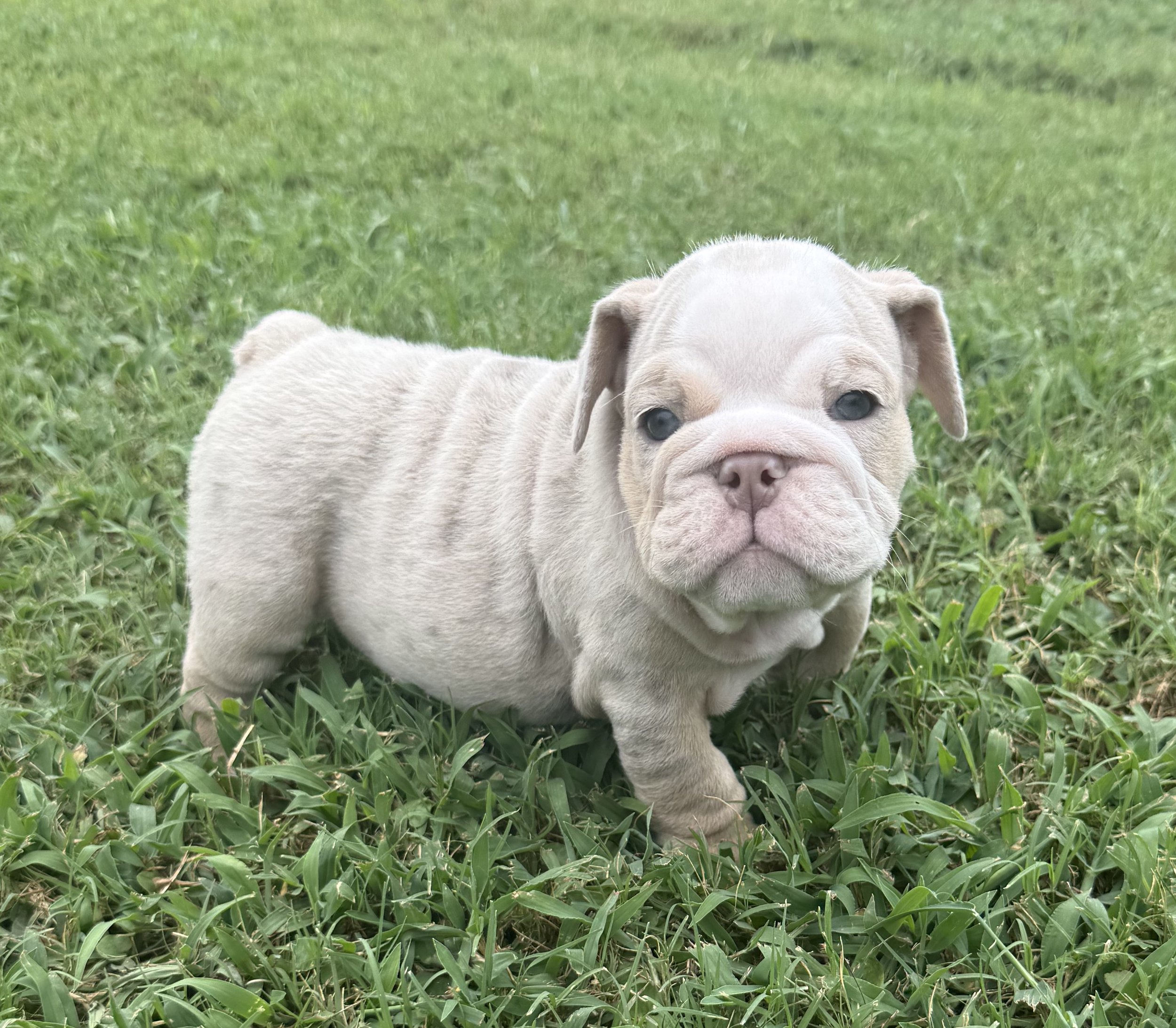 Hambone - $4000
