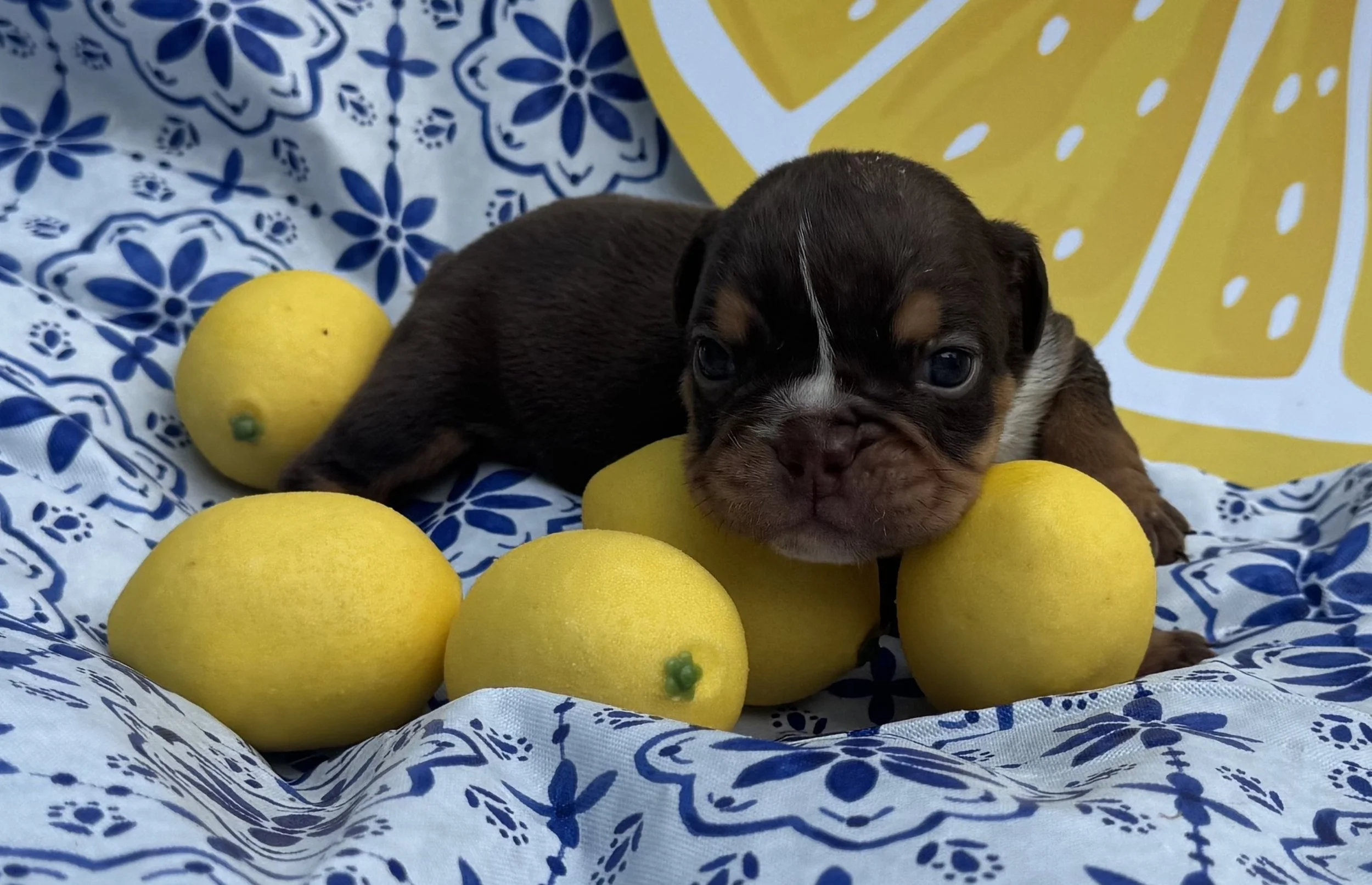Phoebe - $4000