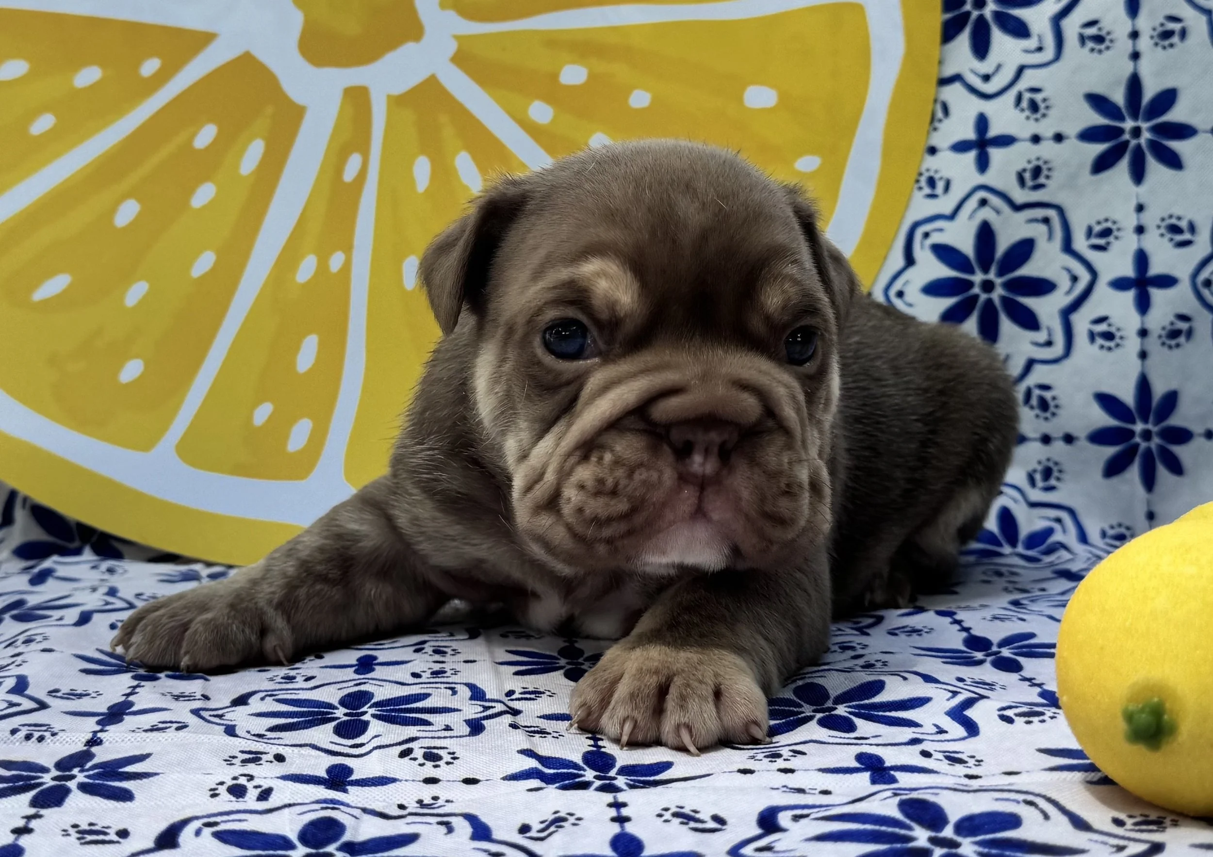 Goose - $4000