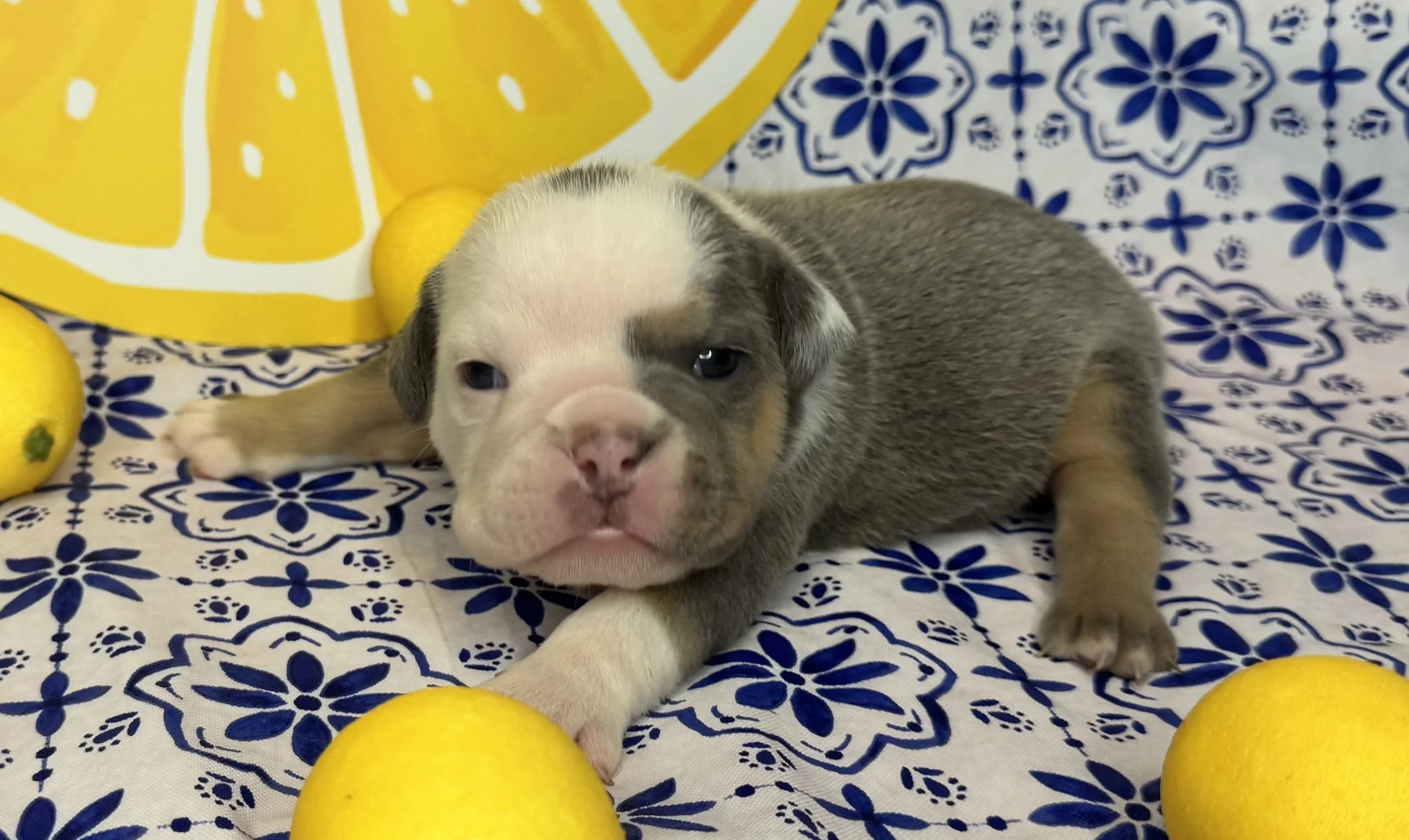 Cookie - $4000