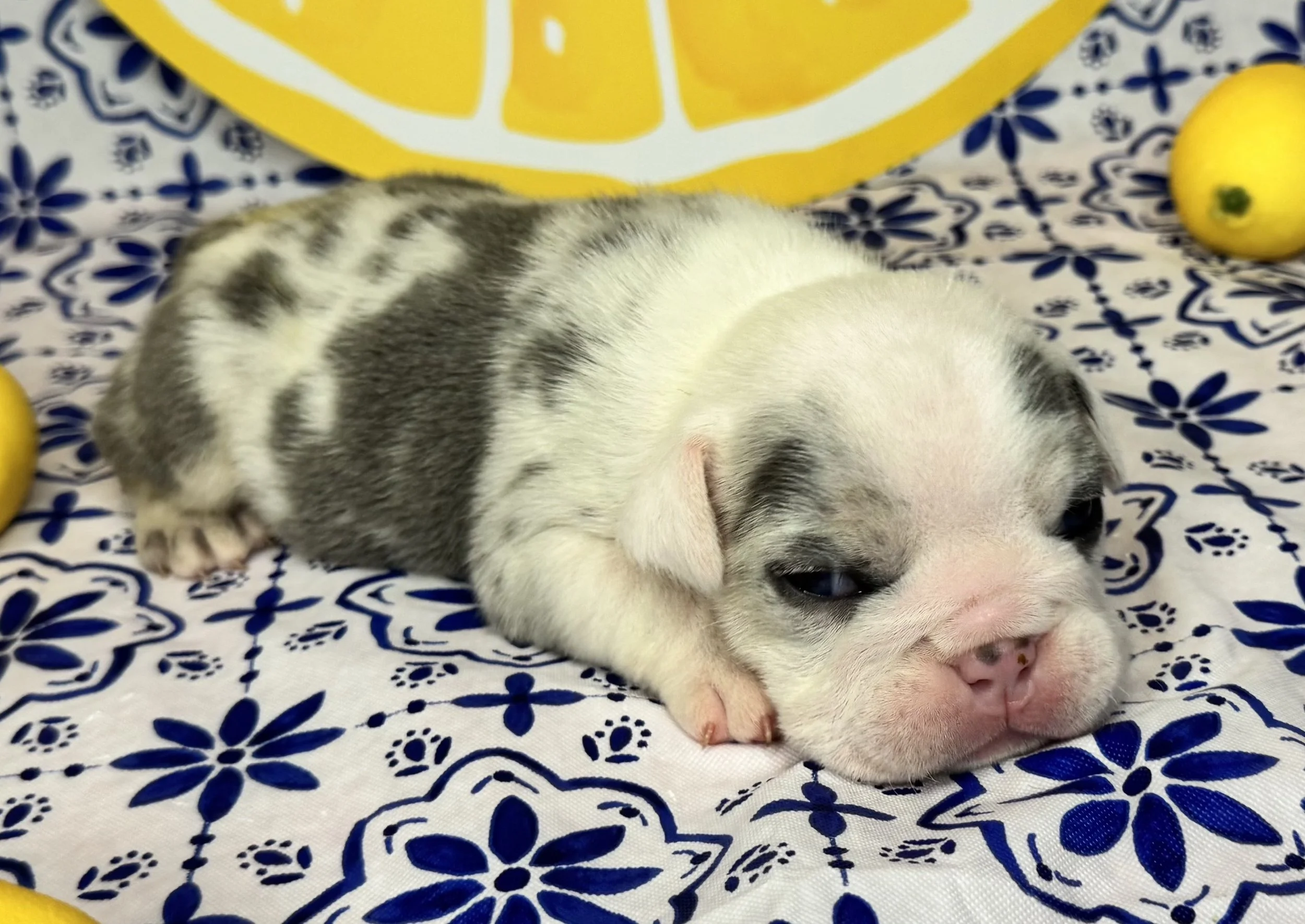 Blueberry Muffin - $4000